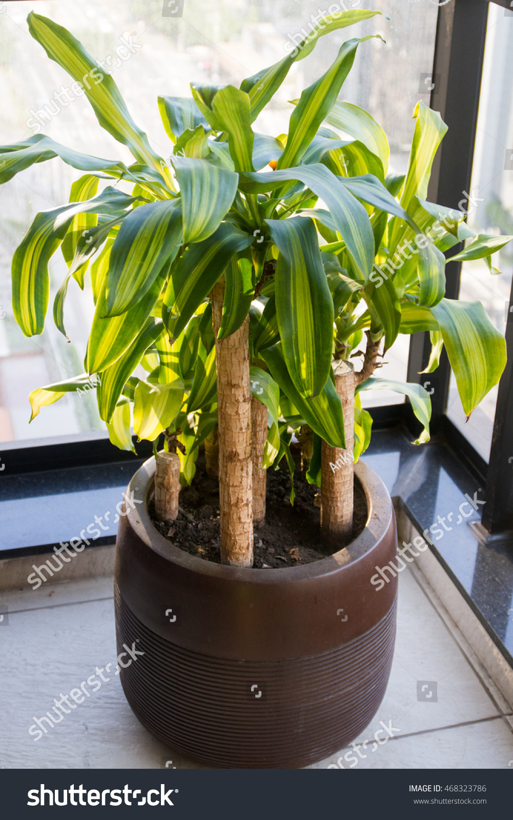 Dracaena fragrans (The Yellow Corn Plant) in a pot on a terrace #468323786