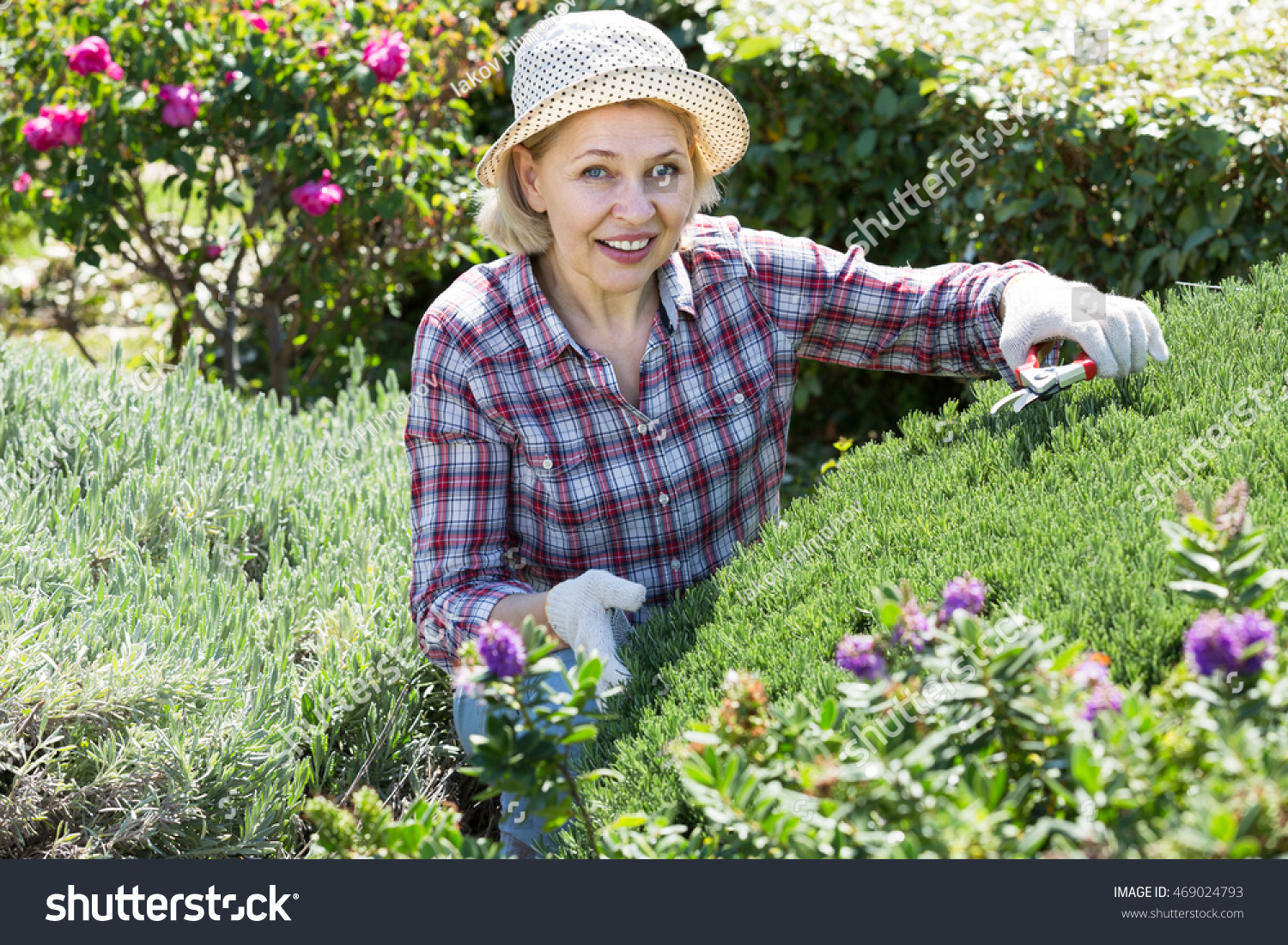 Adult woman engaged in gardening bushes with scissors in hands in the backyard garden #469024793