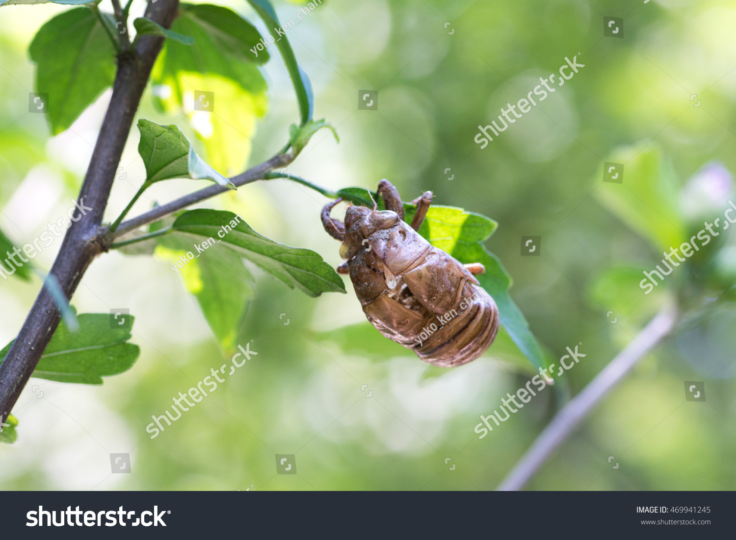 cicada's shell #469941245