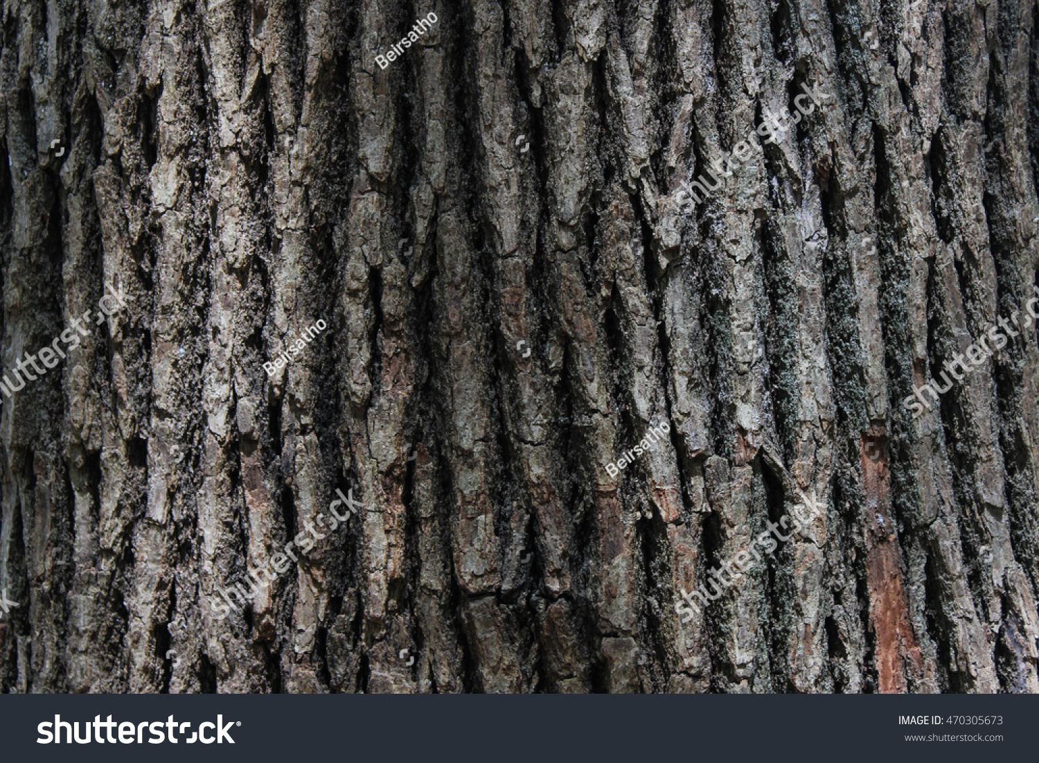 Wood texture. Old tree #470305673