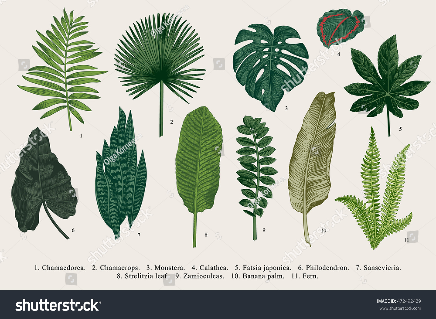 Set Leaf. Exotics. Vintage vector botanical illustration. Colorful. #472492429