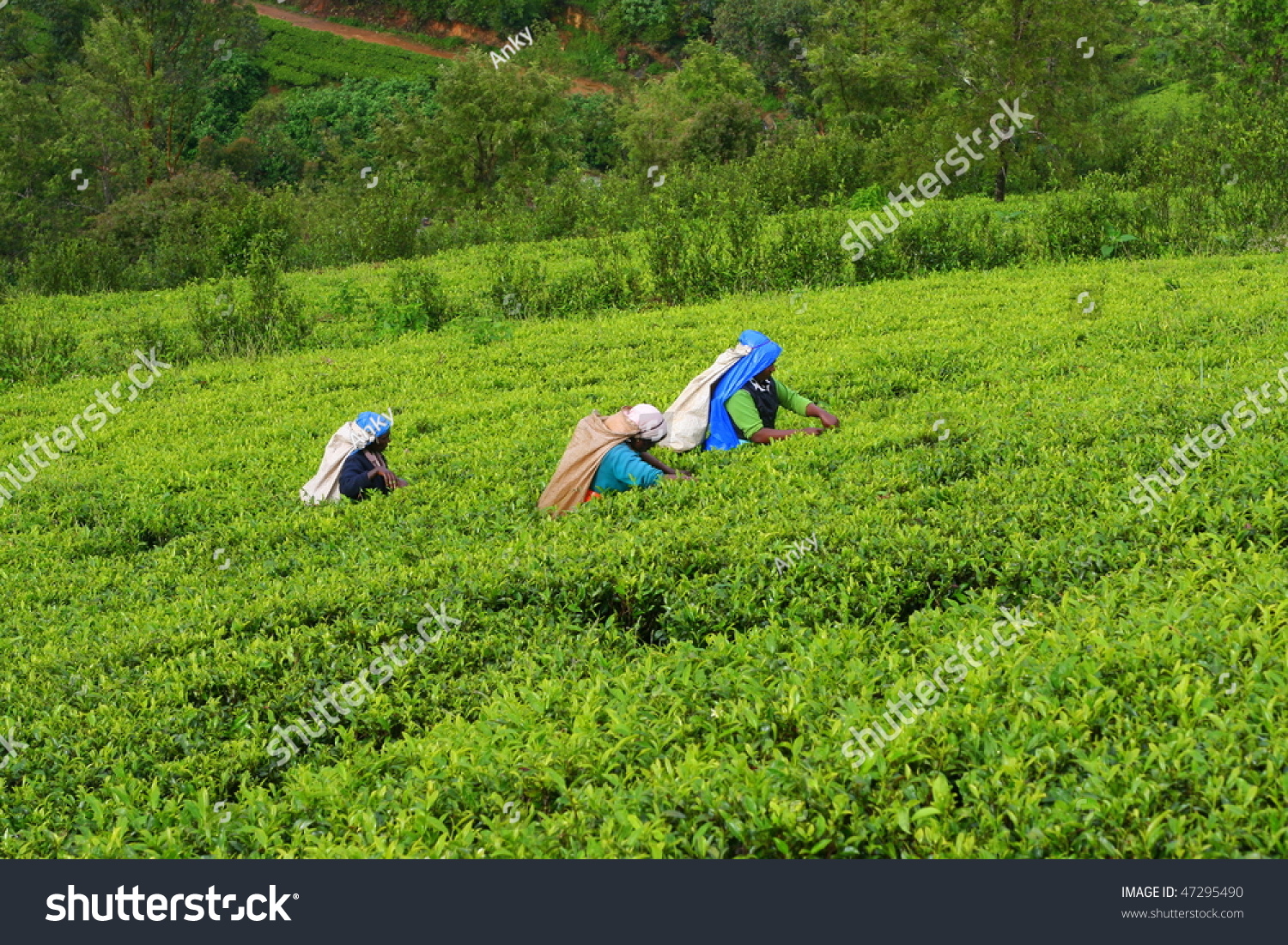 Tea plantation with workers in Nuwara Eliya, Sri Lanka #47295490