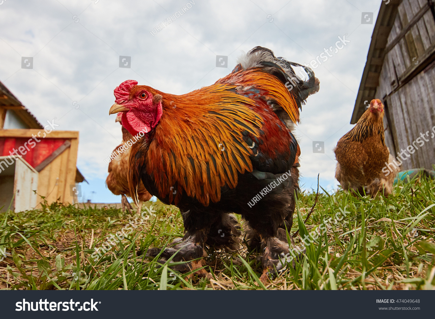 Curious cock on the home farm, birds close-up. #474049648
