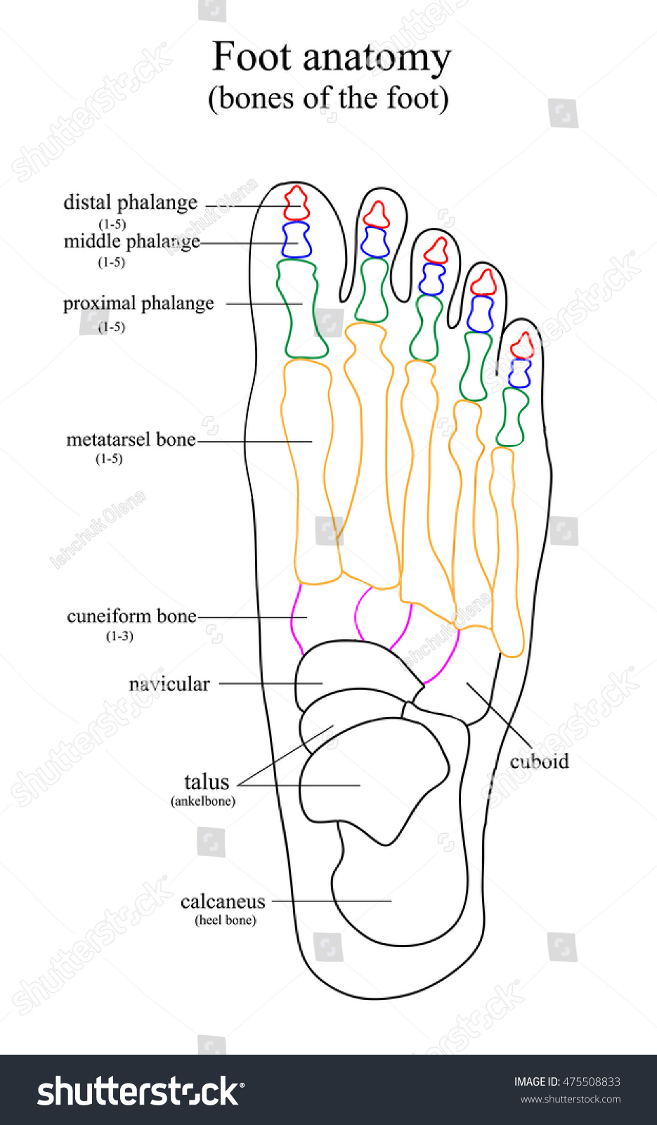 Foot anatomy, a list of all the bones of the - Royalty Free Stock Photo ...