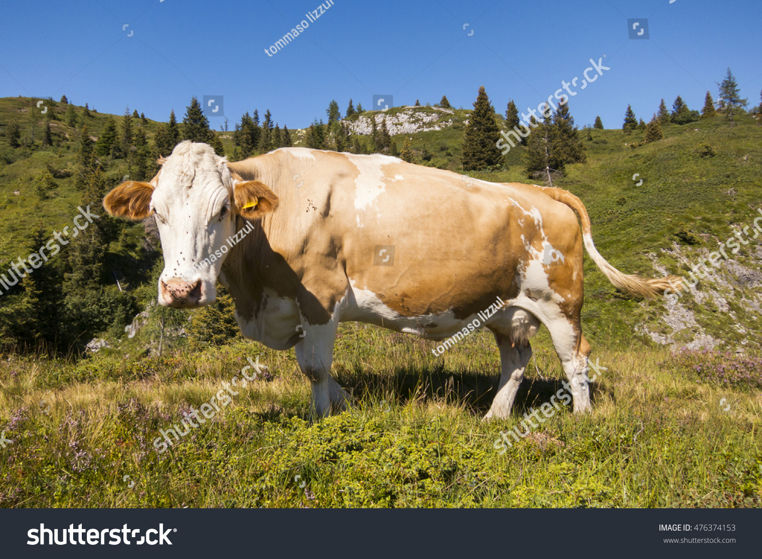 beautiful cow enjoying sunlight in the mountain #476374153