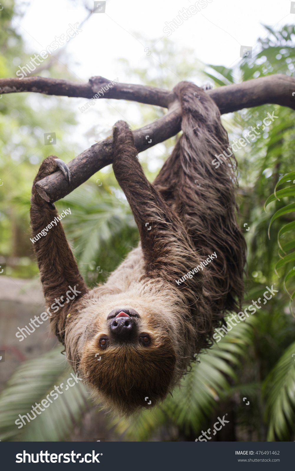 Young Hoffmann's two-toed sloth (Choloepus hoffmanni) on the tree #476491462