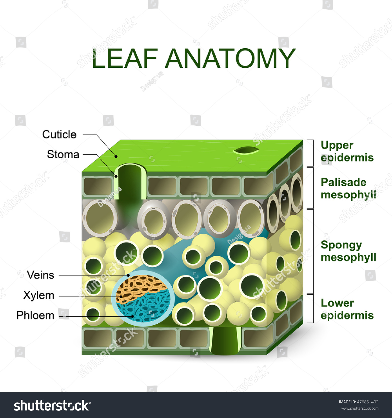 leaf anatomy. diagram of leaf structure - Royalty Free Stock Vector ...