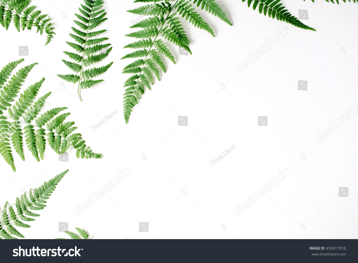 fern branches pattern isolated on white background. flat lay, top view #476917918