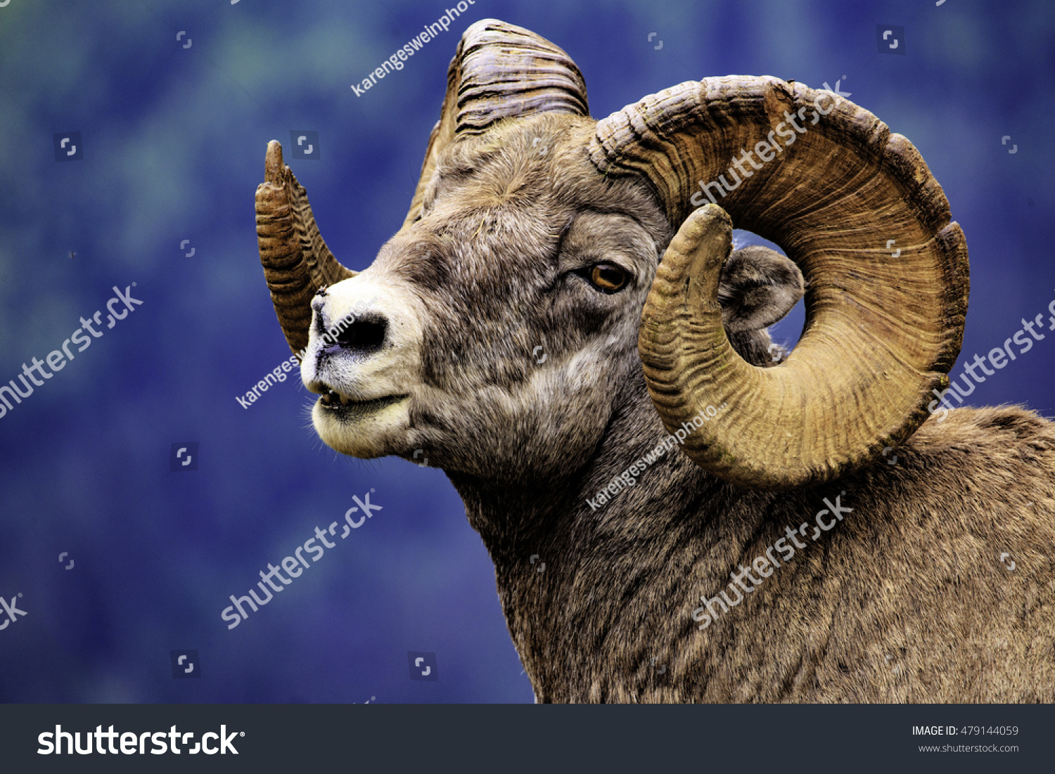 Male Rocky Mountain Big Horn Sheep in a natural setting along the trail in Montana #479144059