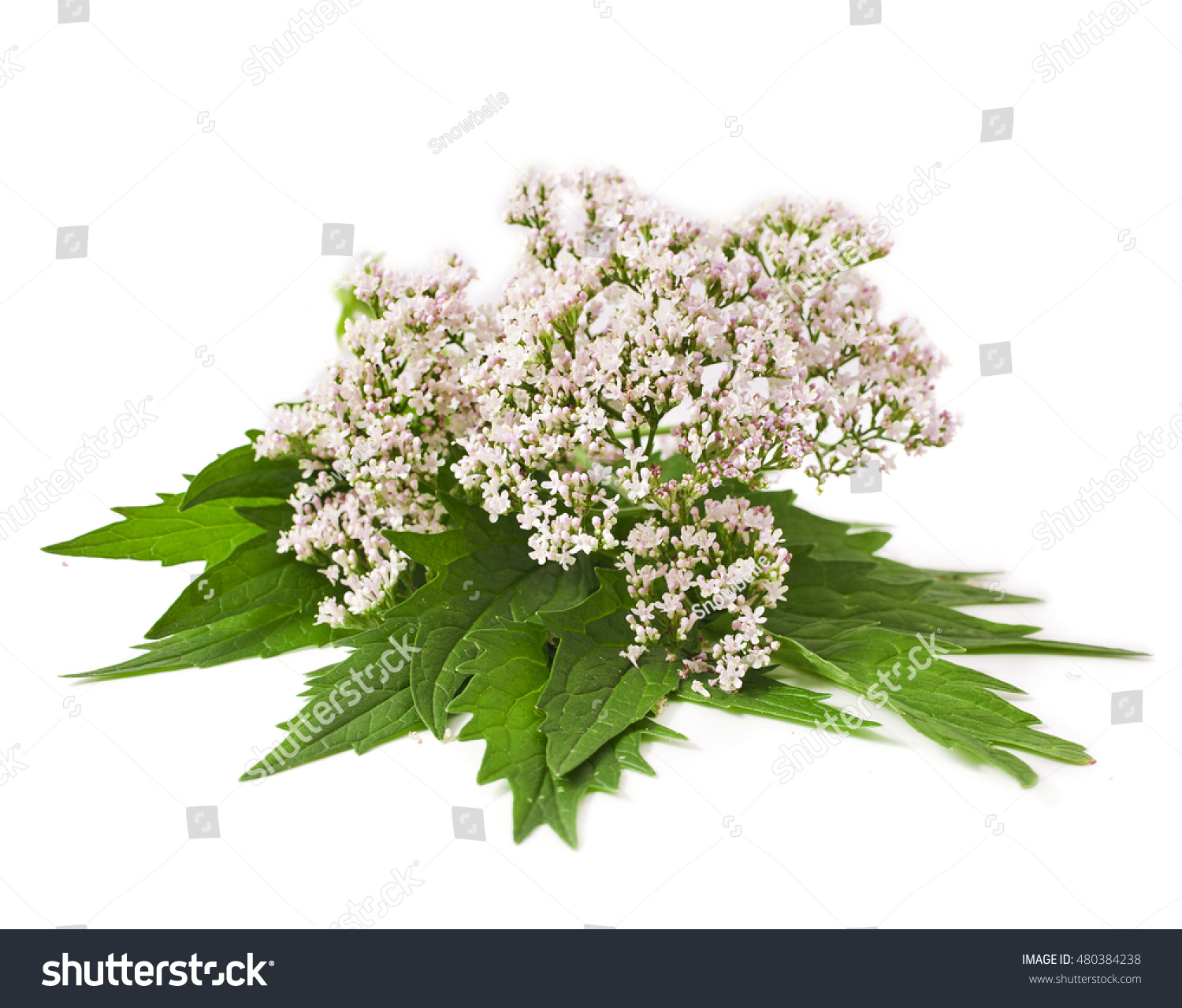 Valerian herb flower sprigs isolated on white background #480384238