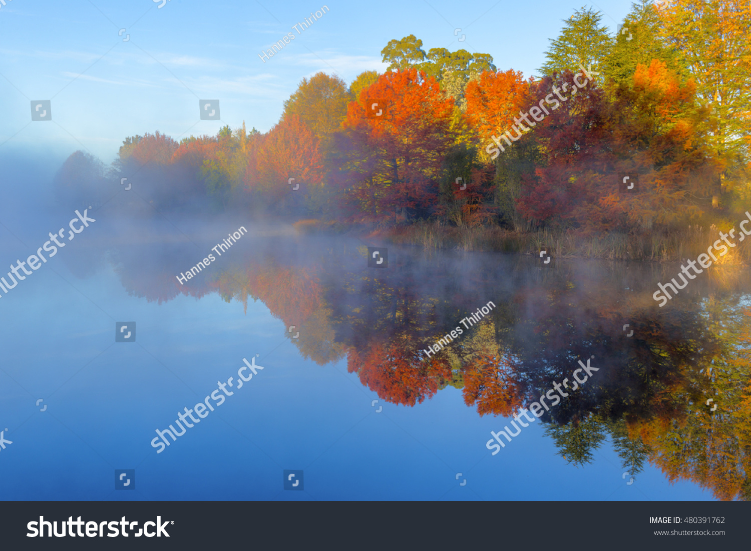 Mist on the water and autumn coloured trees #480391762