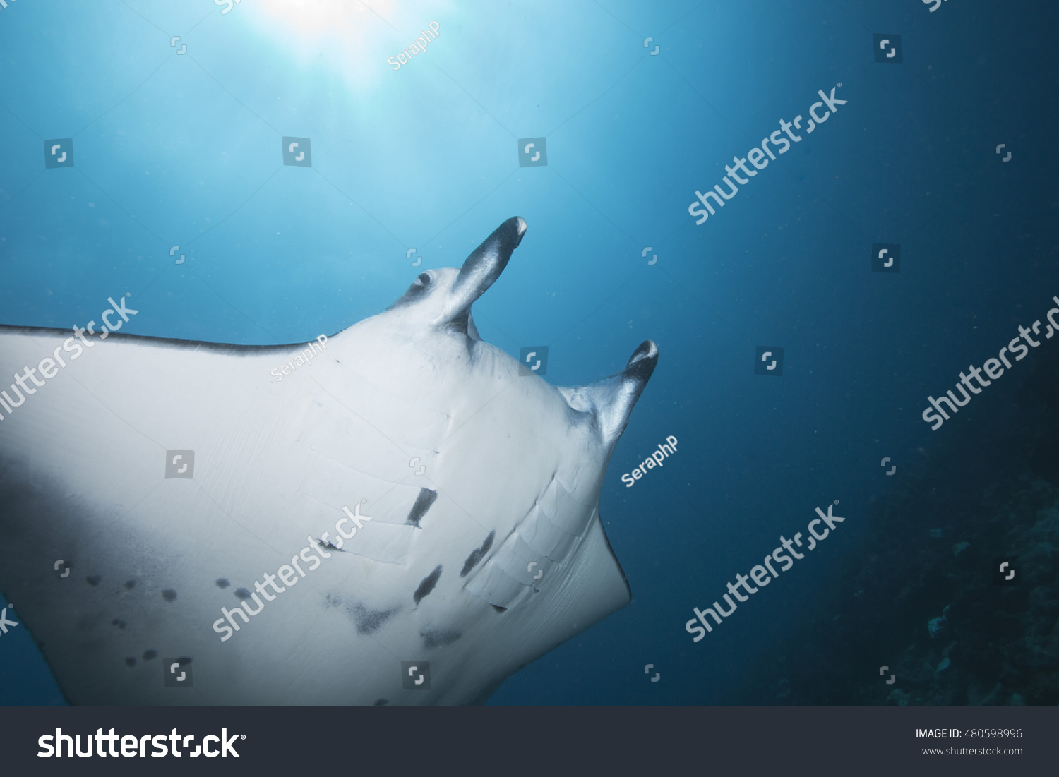 Portrait of an impressive Manta ray (Manta birostris) at a tropical offshore coral reef cleaning station, in the popular holiday destination of the Maldives Islands #480598996