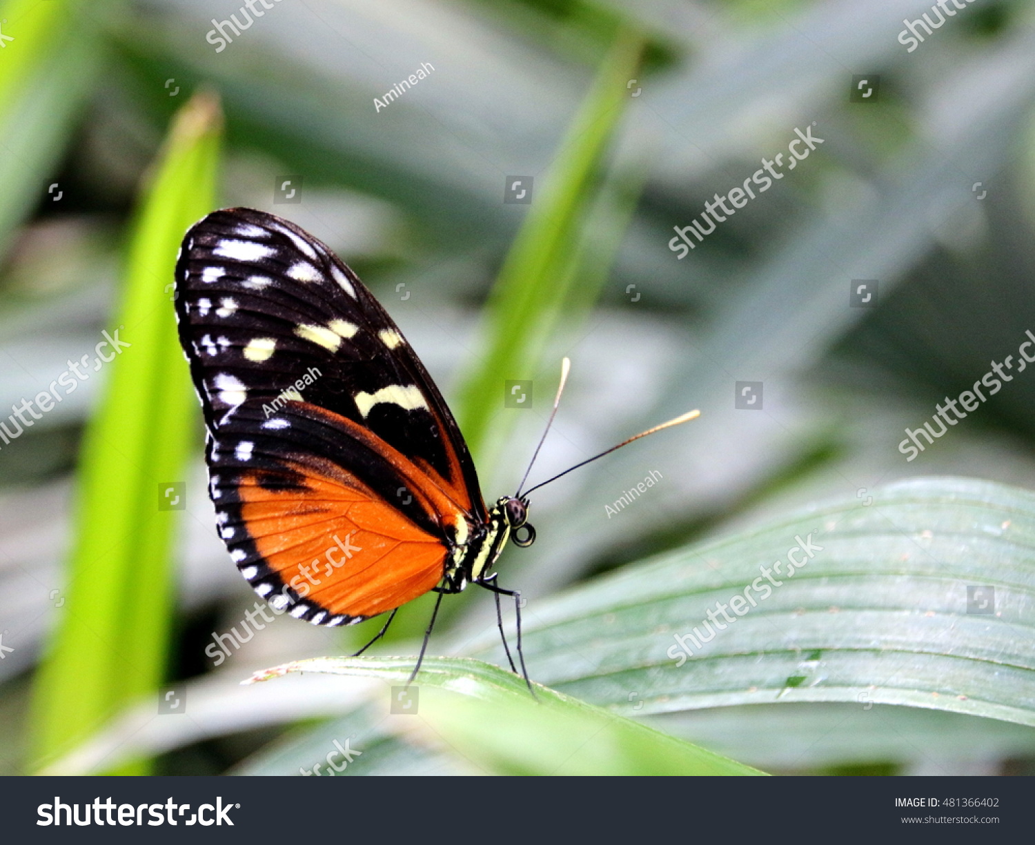 Tiger Longwing Butterfly #481366402
