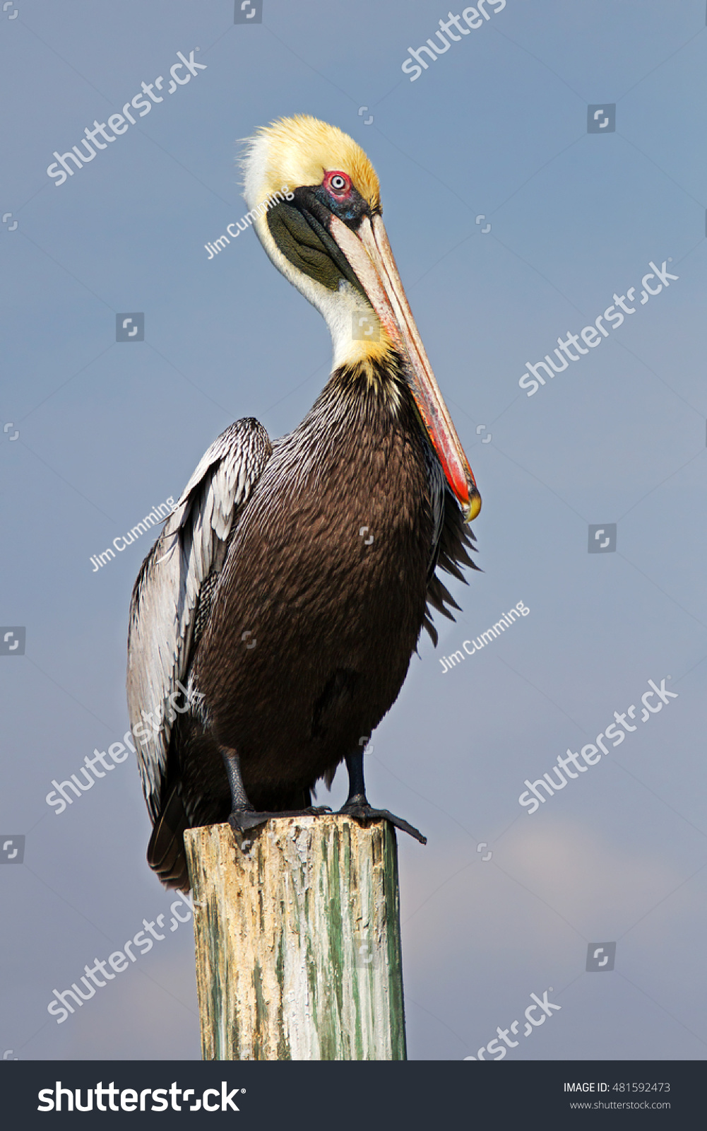 Brown pelican perched on a post in Florida #481592473