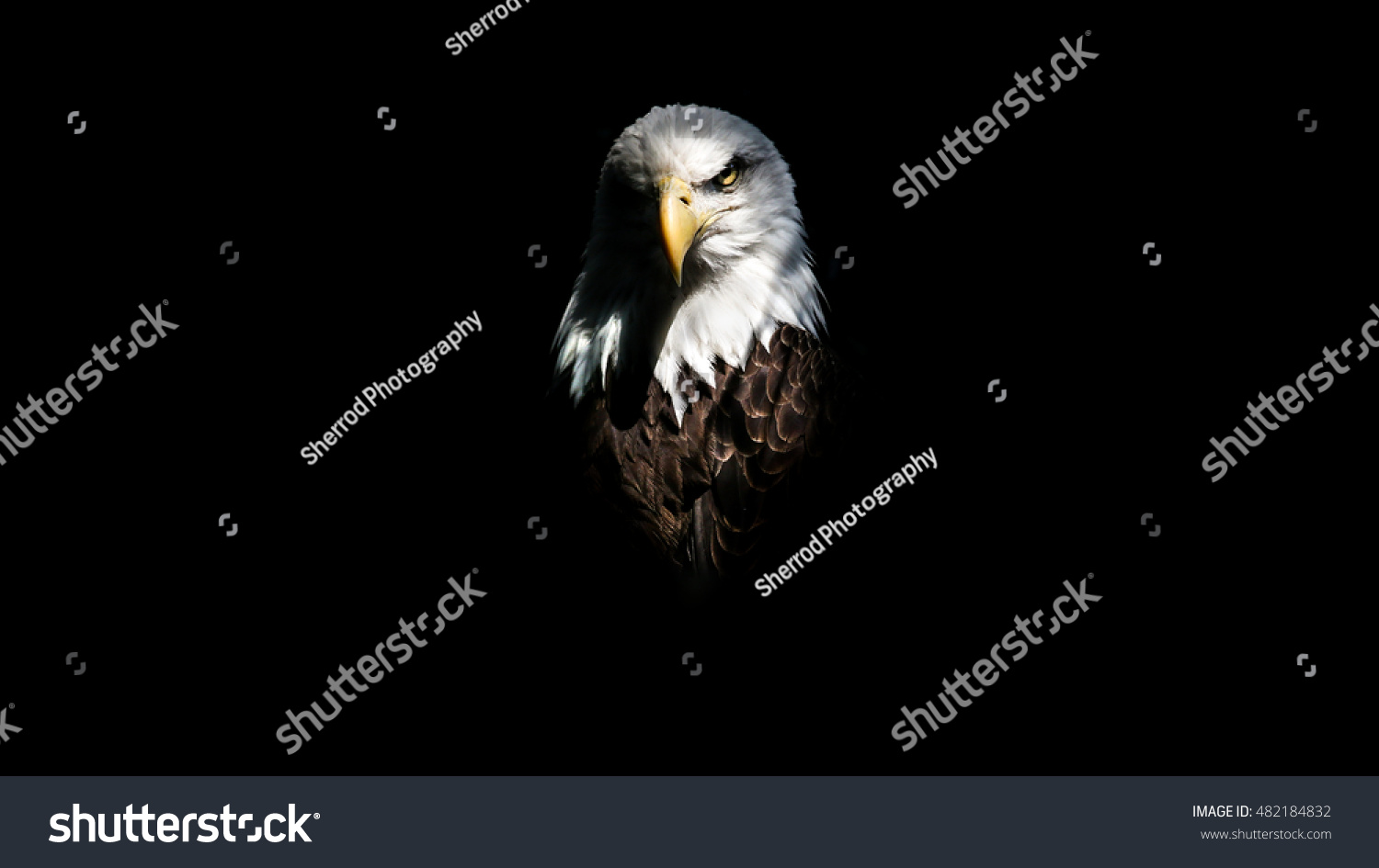 Isolated Intense Eagle Stare #482184832