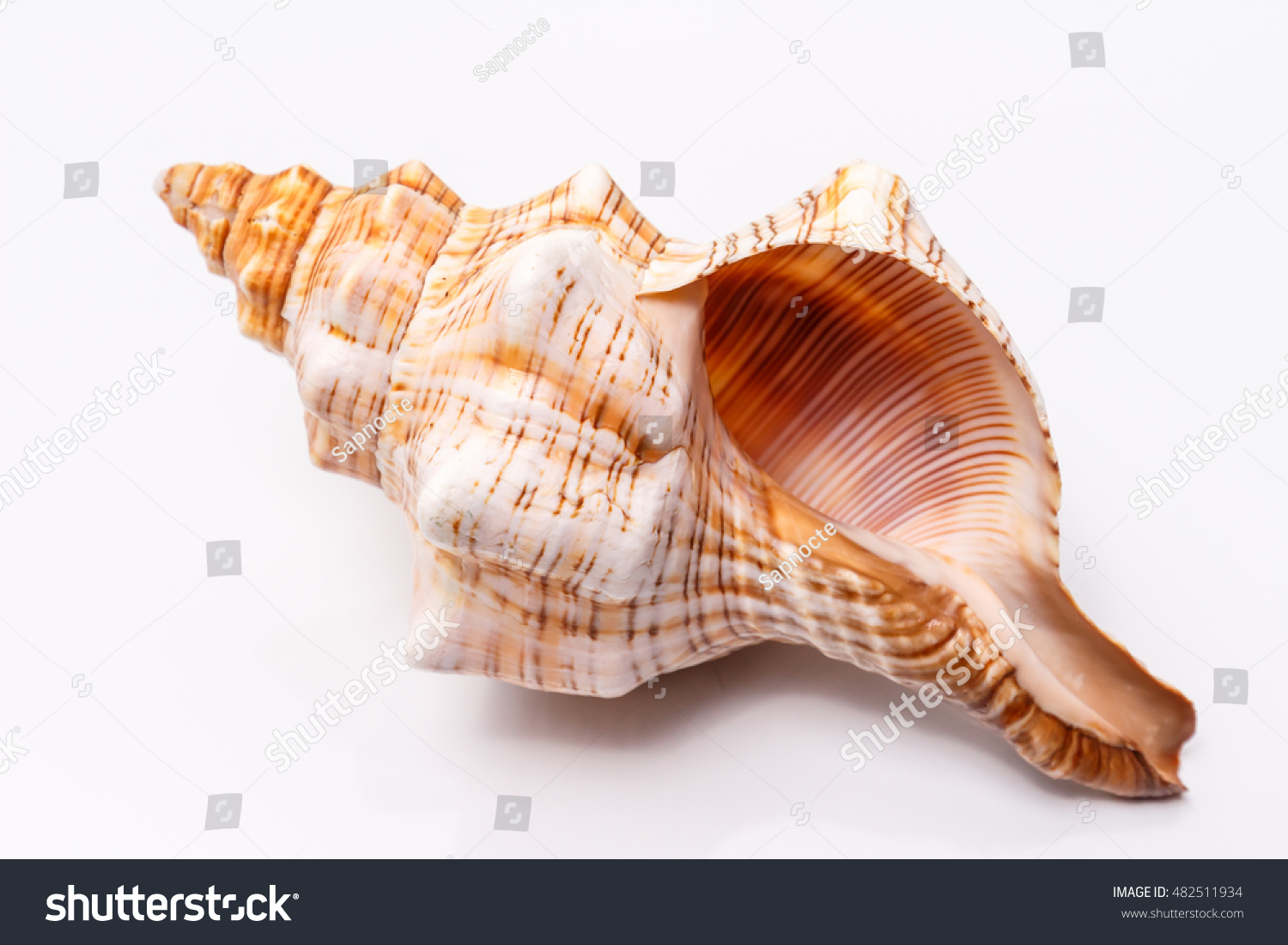Sea shell on a white background #482511934