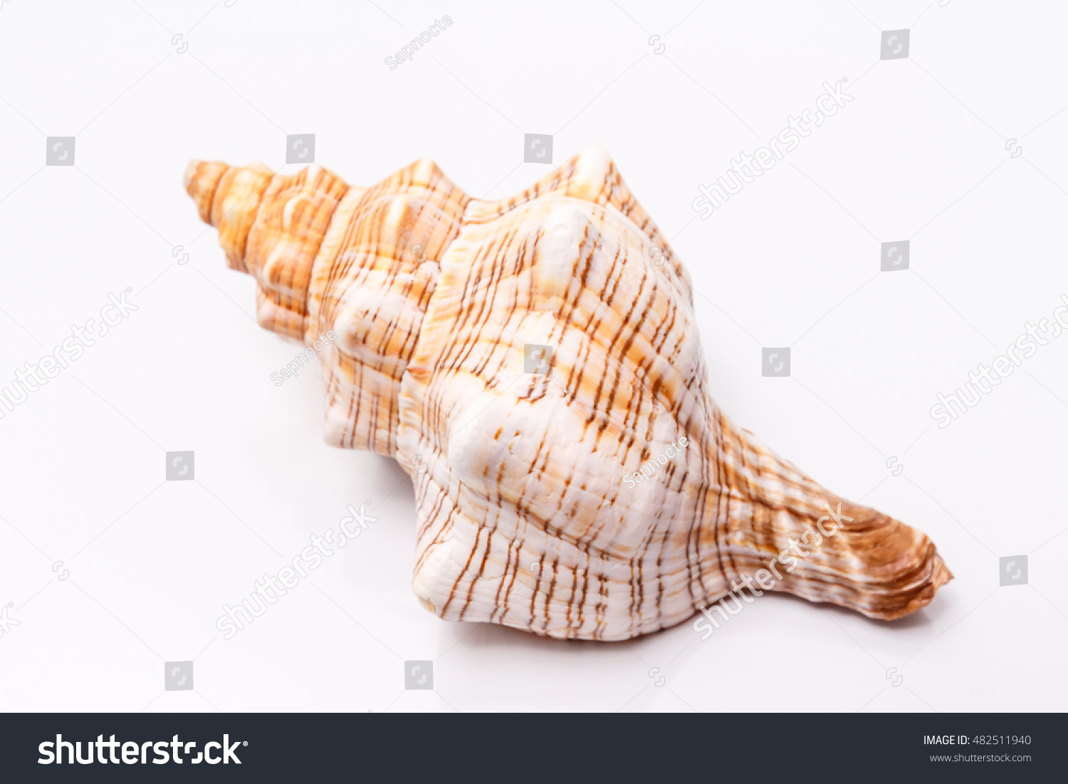 Sea shell on a white background #482511940