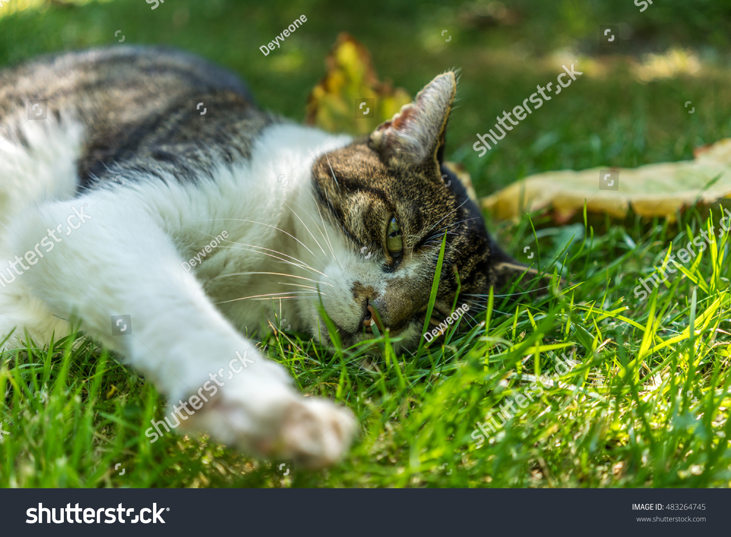 Cat on grass on a sunny day #483264745