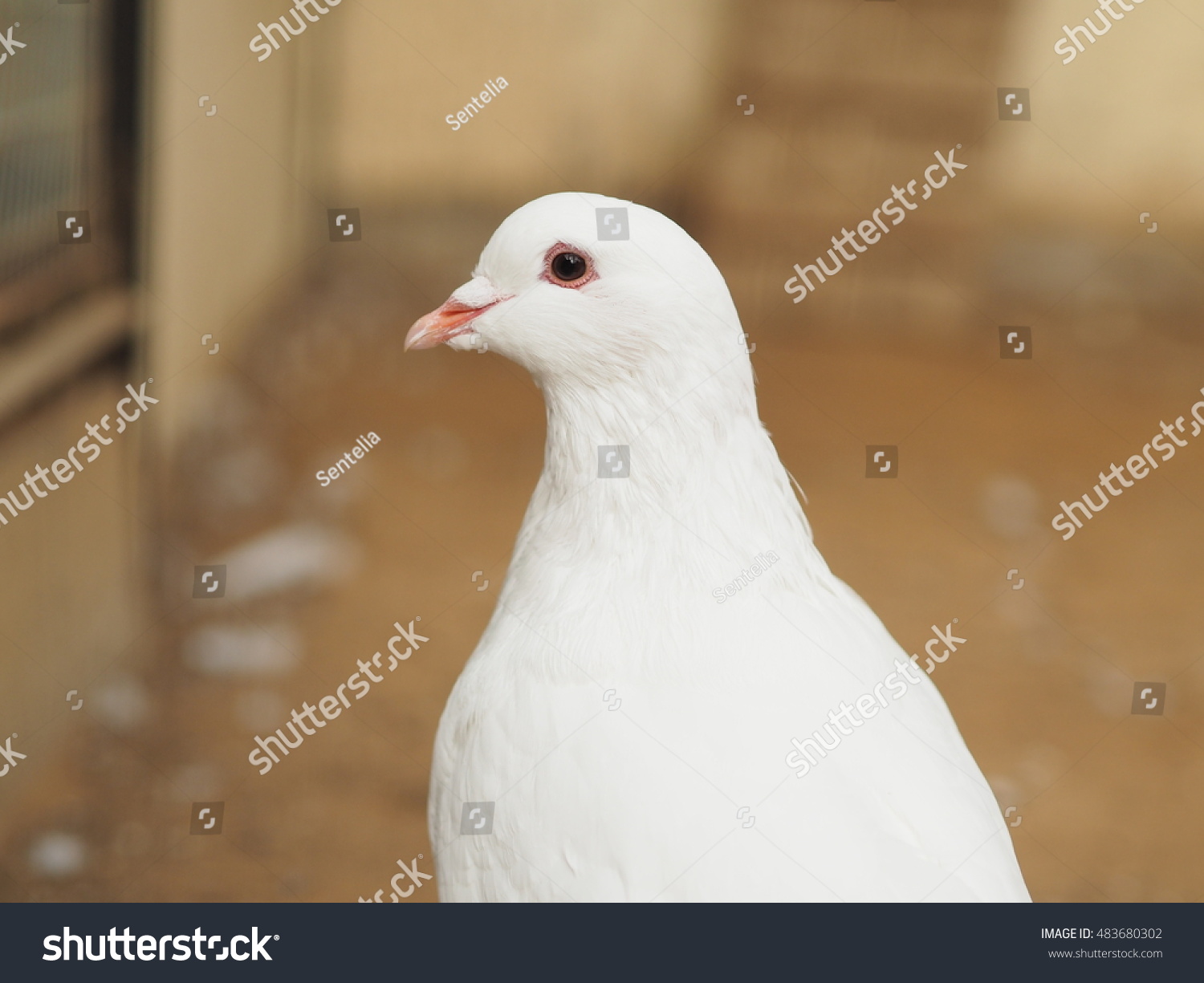 White dove #483680302
