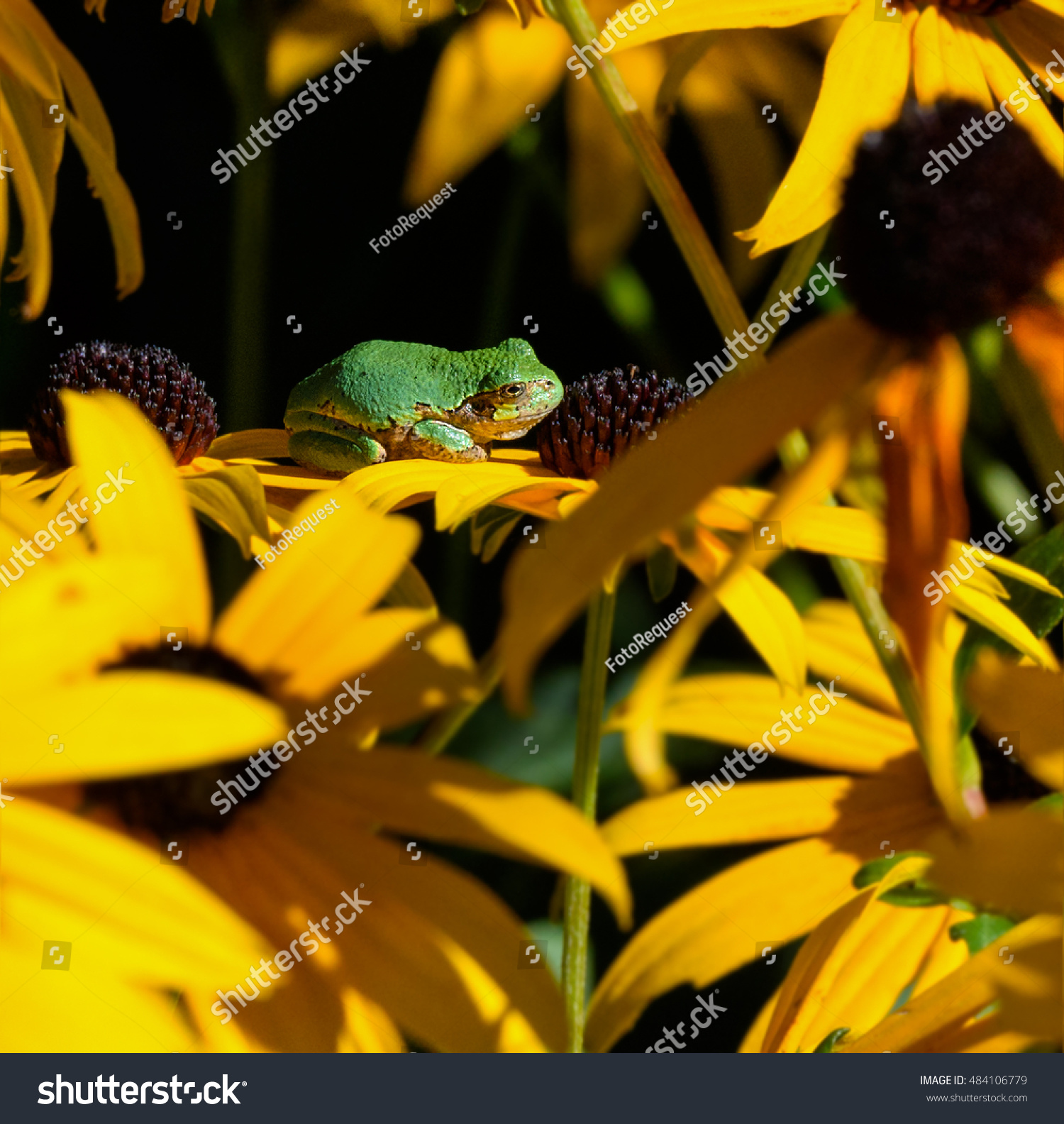 Gray Tree Frog on Joe Pye Weed Yellow Flower #484106779