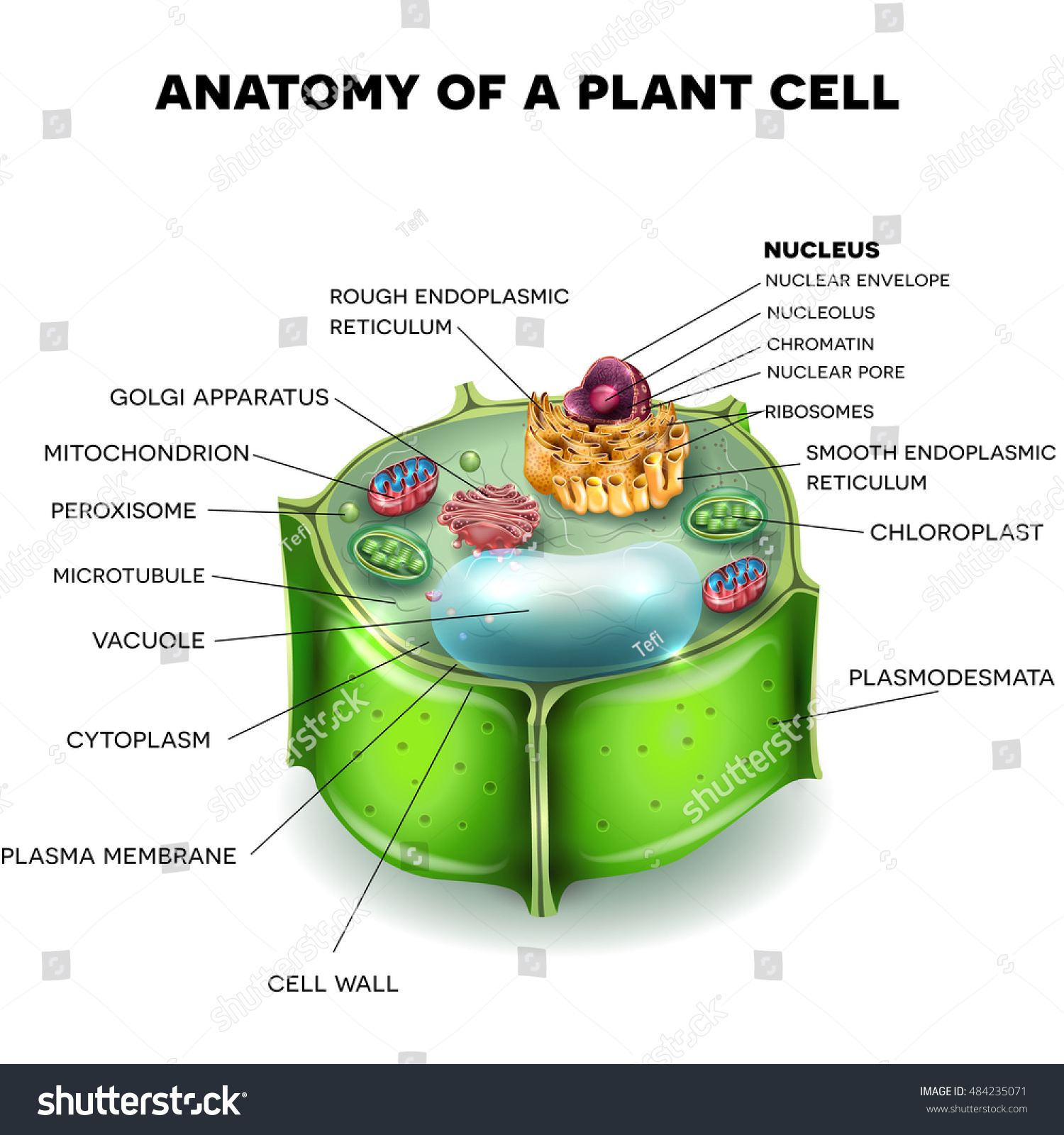 Plant Cell structure, cross section of the cell detailed colorful 3D illustration  #484235071