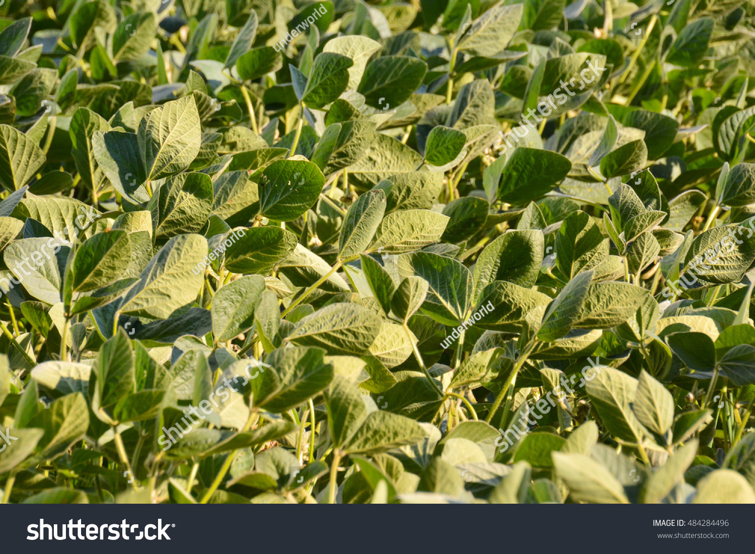 Photo Picture of a Soy Bean Plant Field  #484284496