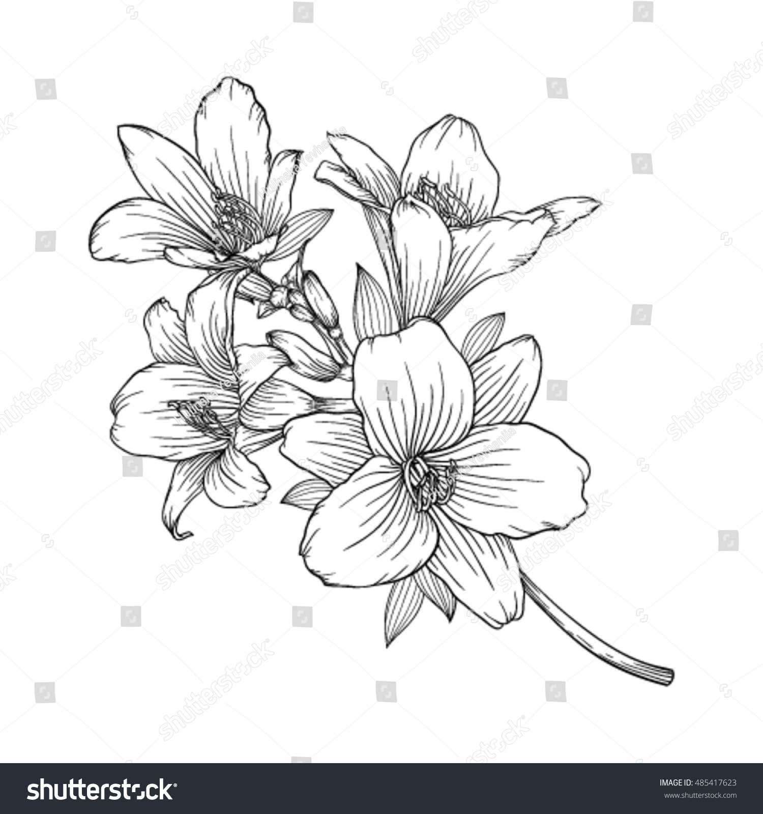 beautiful monochrome black and white bouquet lily isolated on background. Hand-drawn. design greeting card and invitation of the wedding, birthday, Valentine's Day, mother's day and other holiday #485417623