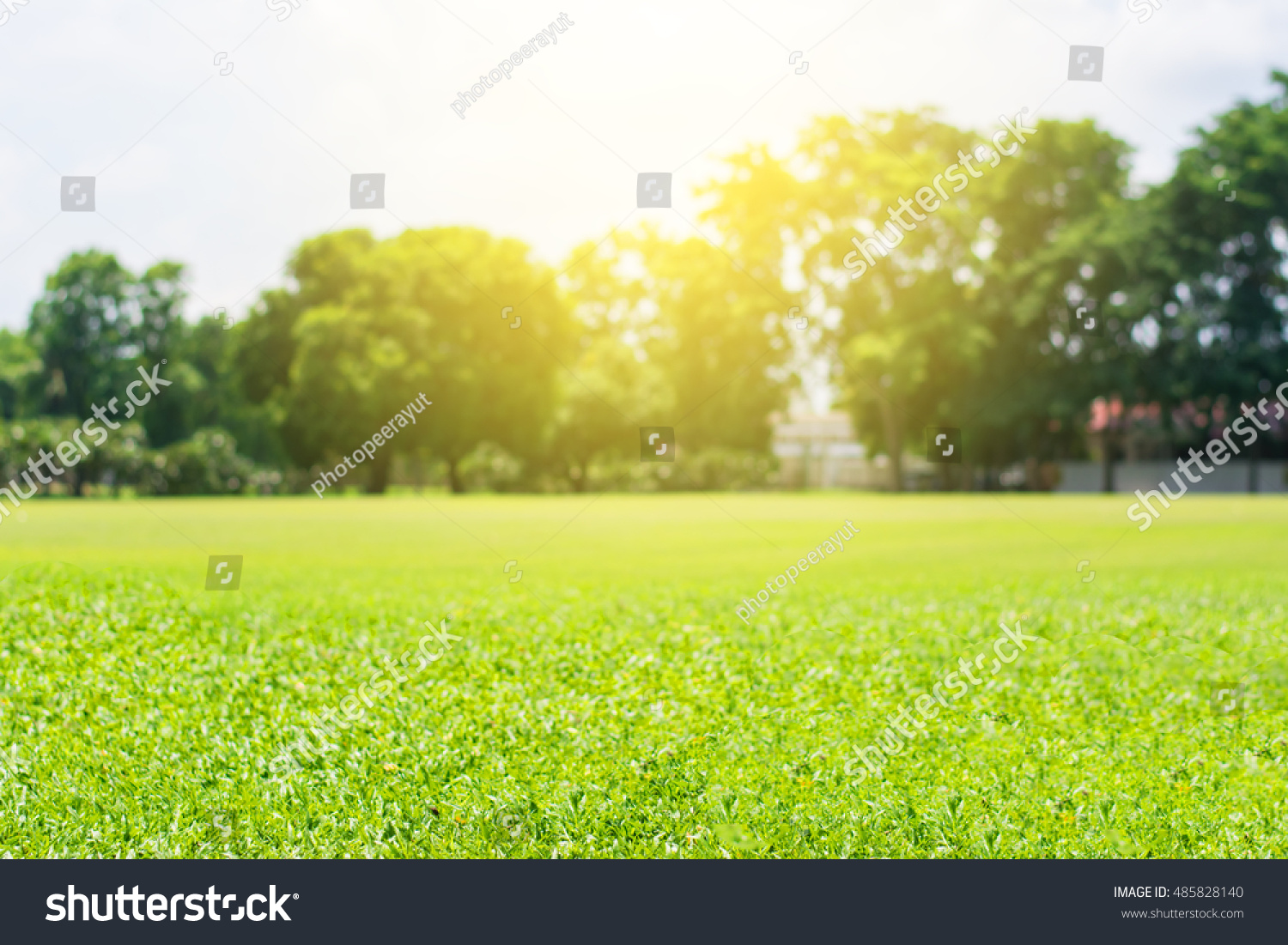 Green lawn blur and soft light #485828140