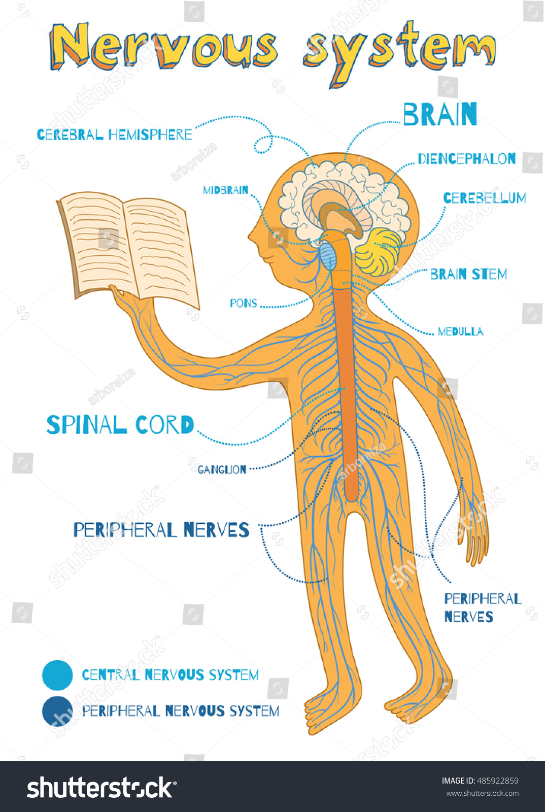 Human nervous system for kids. Vector color Royalty Free Stock Vector