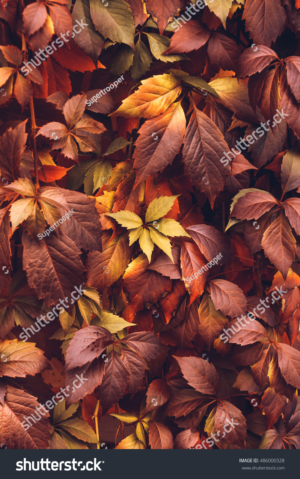 Close up of Autumn Virginia Creeper leaves, Macro of Autumn Wild Grape leaves, Colorful Leaves Of Creeper Plant As Fall Season Halloween Background #486000328