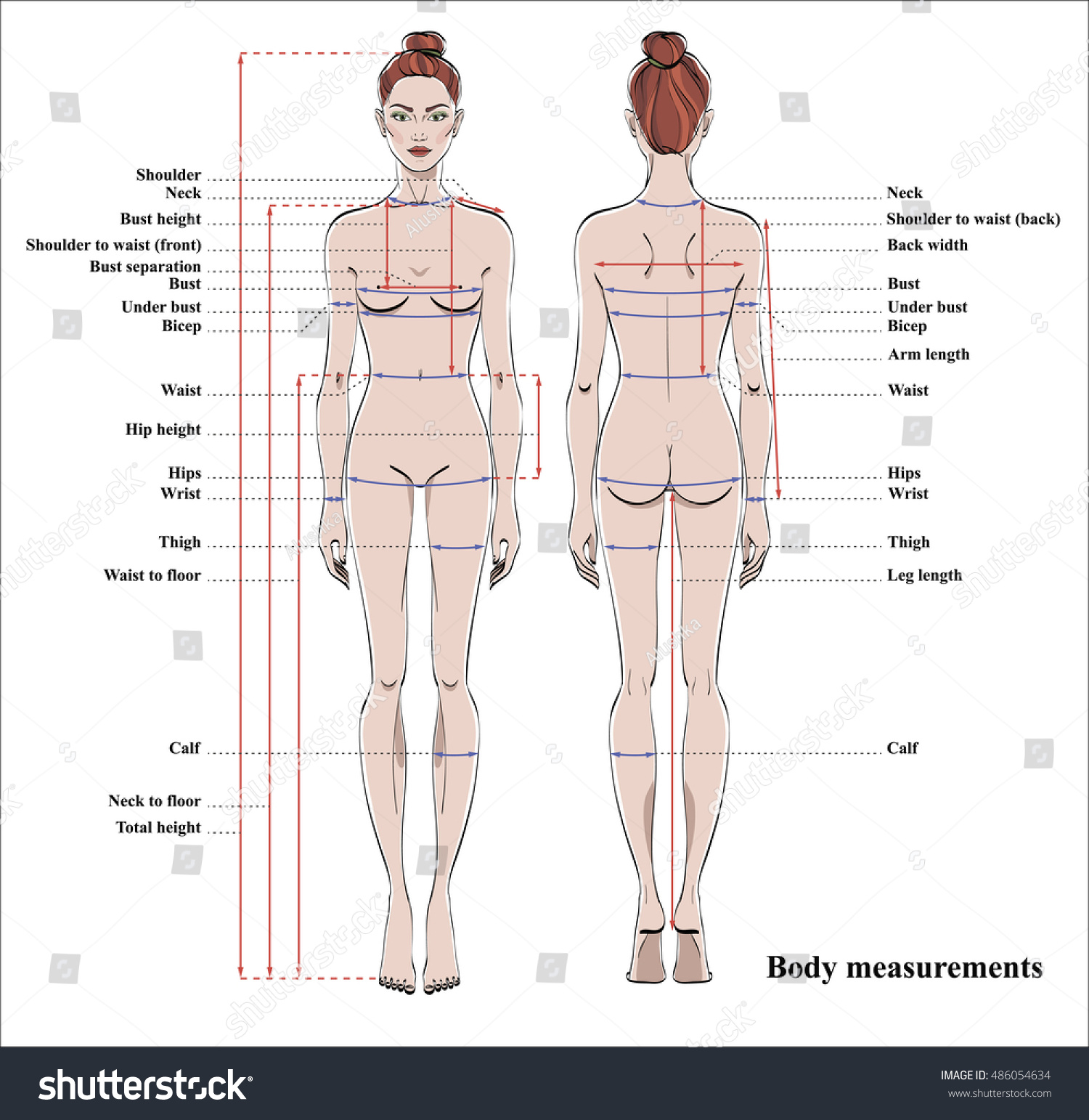 Woman Body Measurement Chart Scheme Stock Photo 486054634