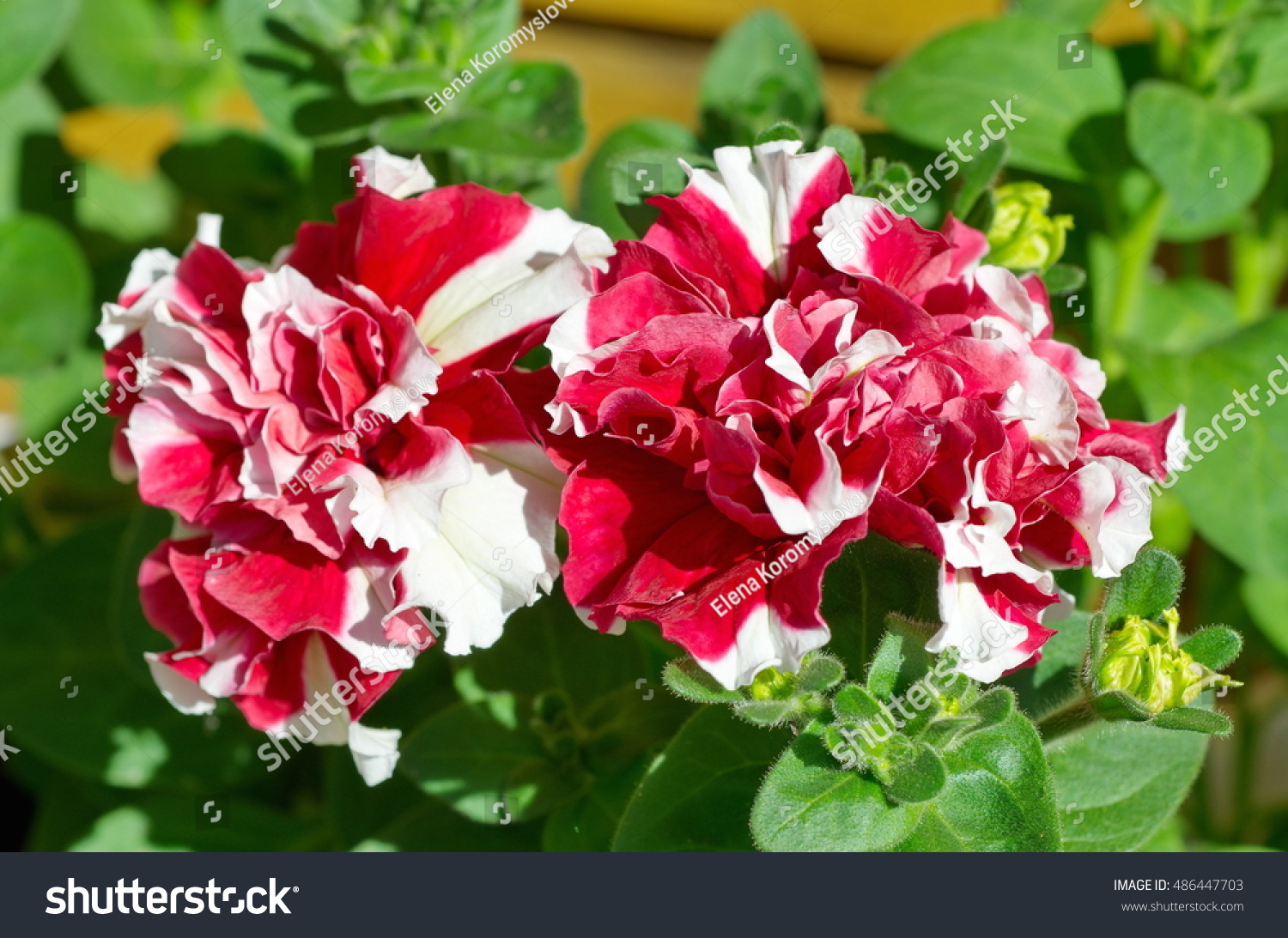 Red-white Petunia close-up #486447703
