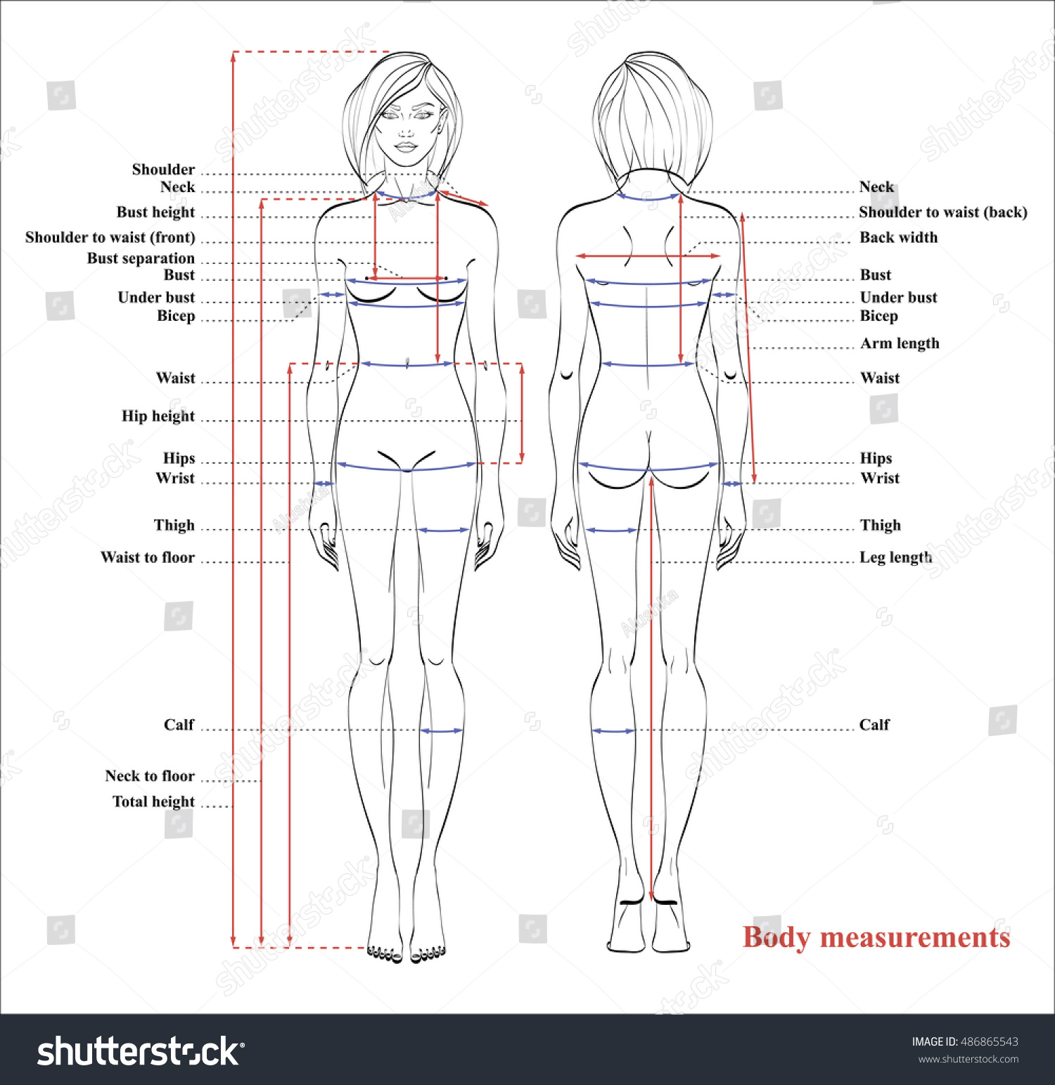 Woman Body Measurement Chart Scheme Stock Photo 486865543