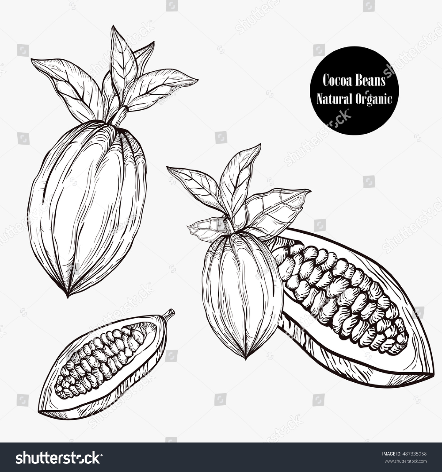 Cocoa Tree Illustration Engraved Style Royalty Free Stock Vector Avopix Com