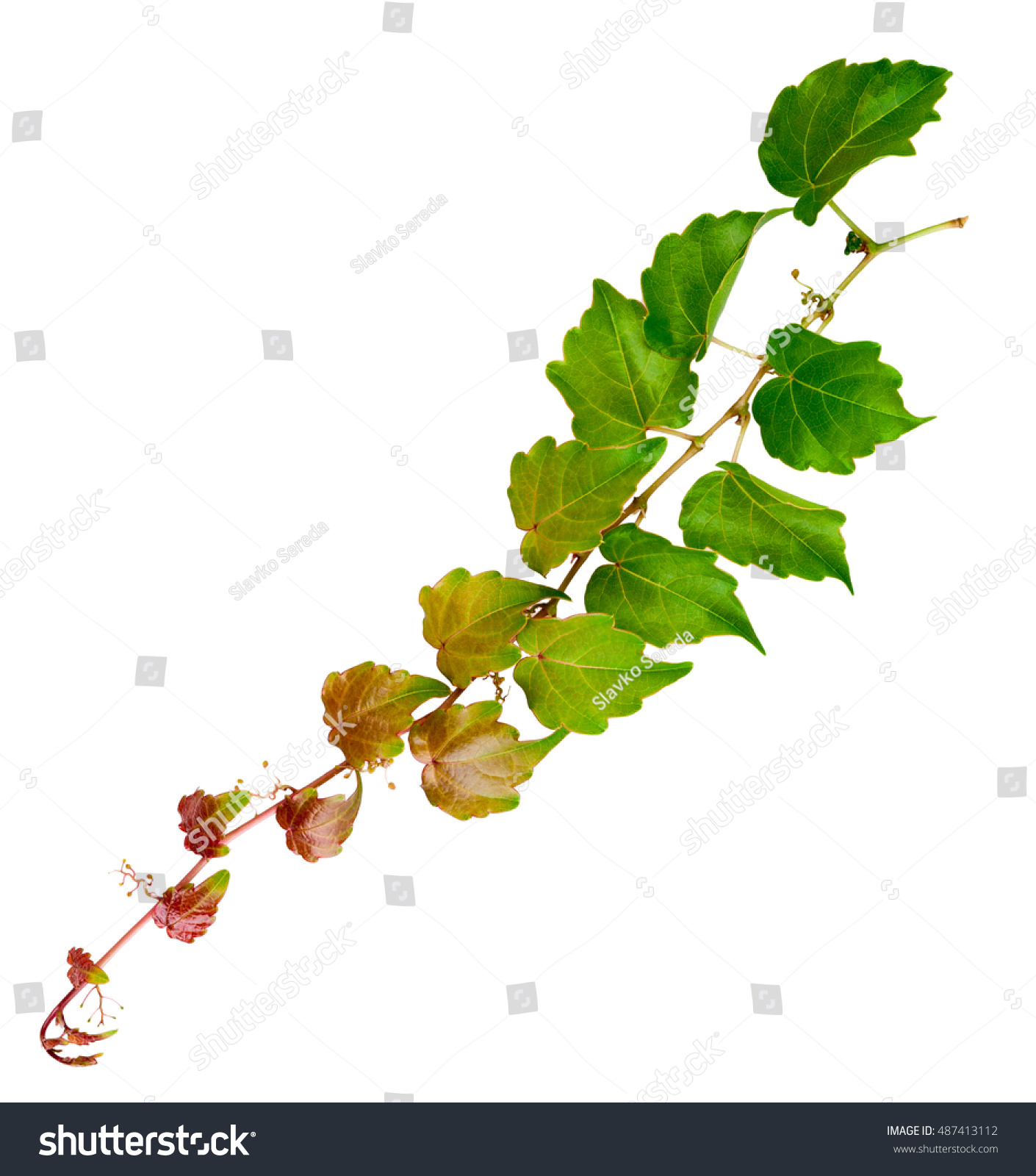 sprig of ivy with green leaves isolated on a white background #487413112
