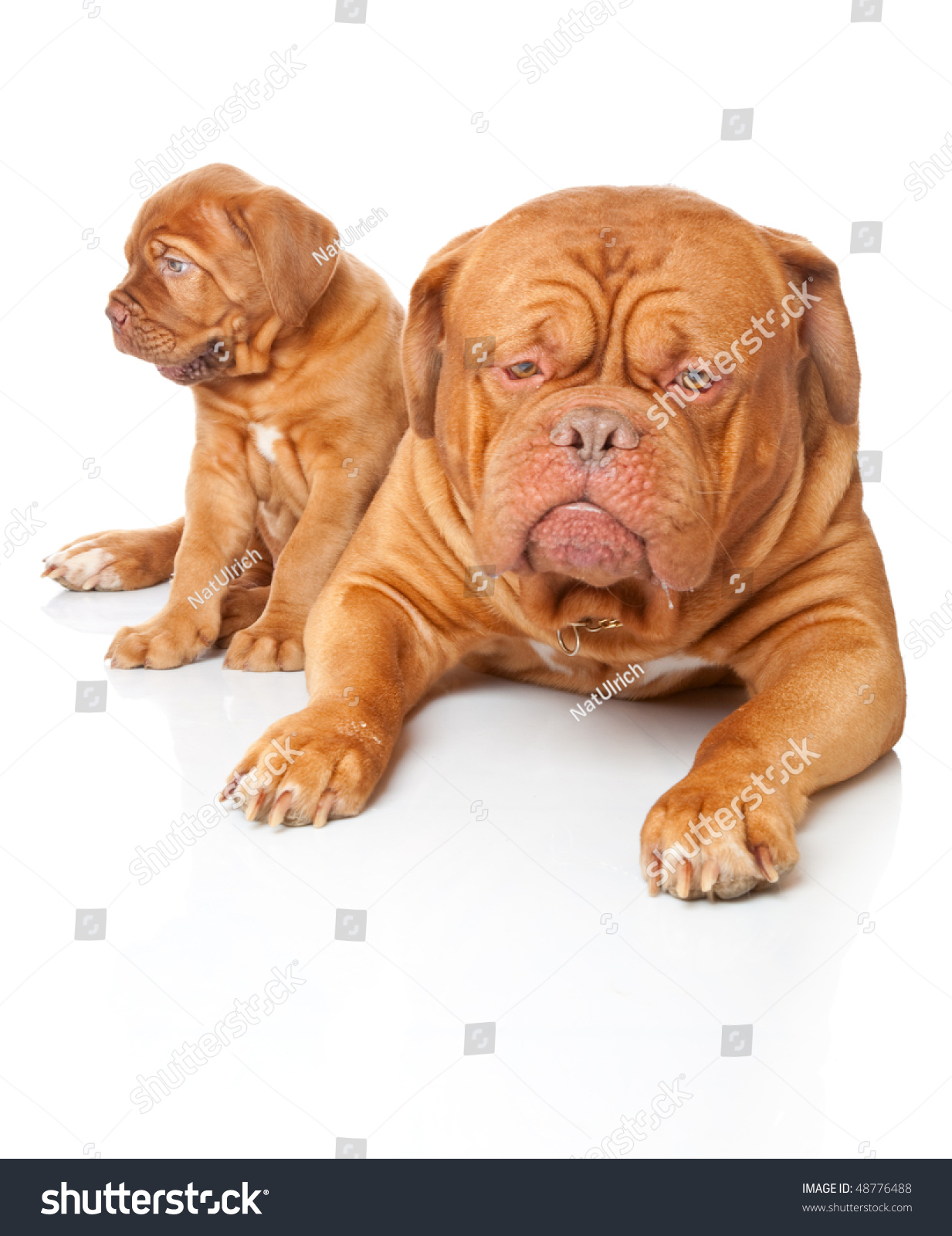 Puppy and dog of Dogue de Bordeaux (French mastiff). Isolated on white background #48776488