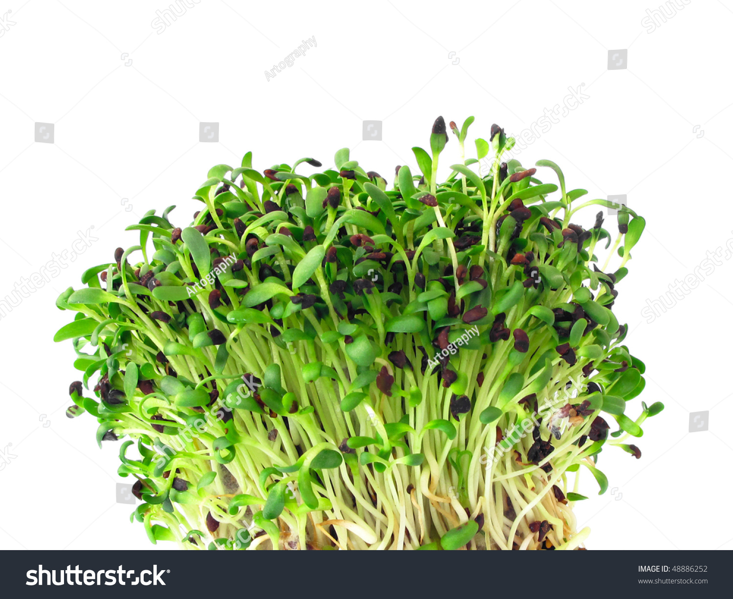 Alfalfa sprouts #48886252