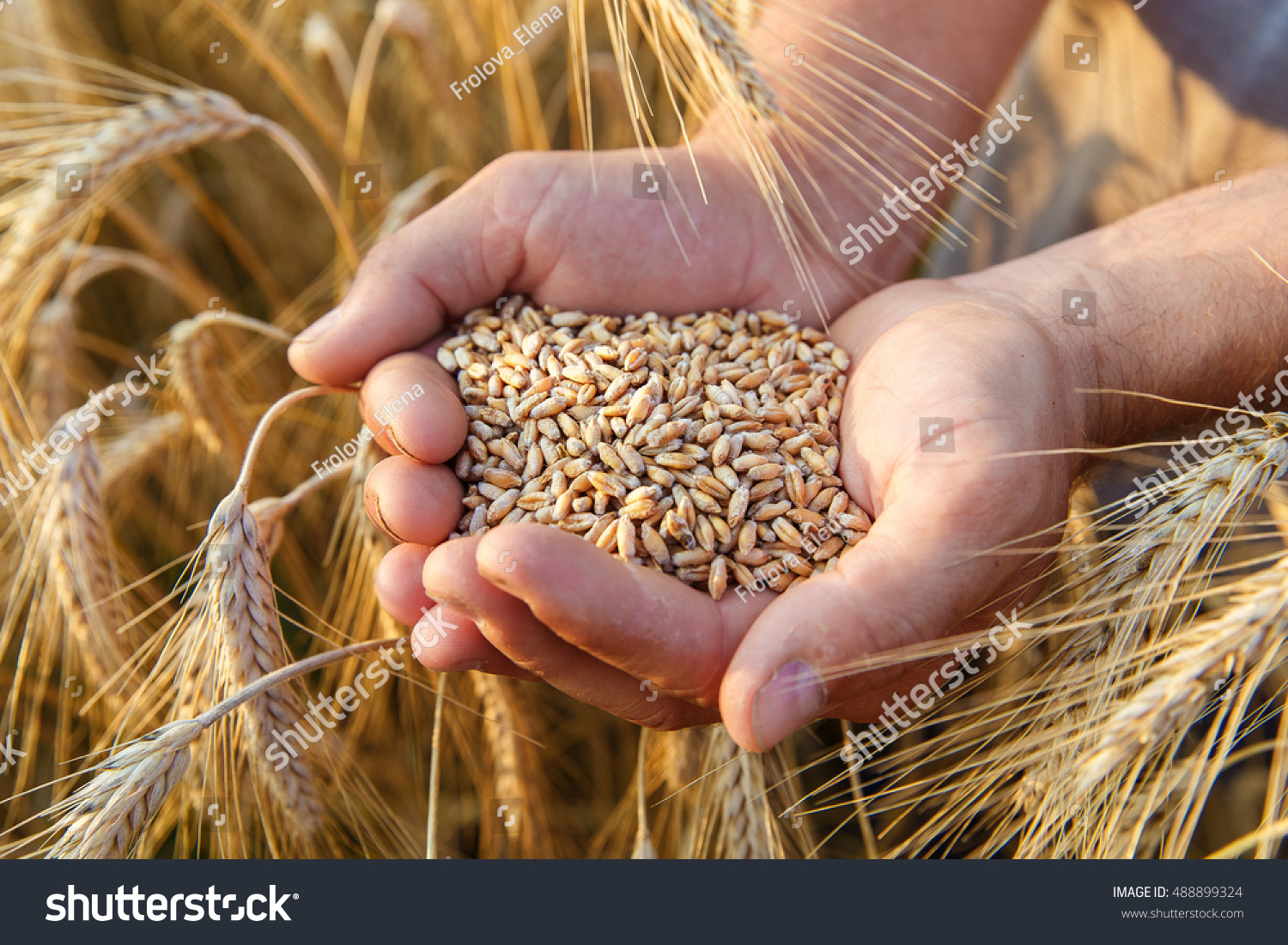 The hands of a farmer close-up holding a handful of wheat grains in a wheat field. #488899324