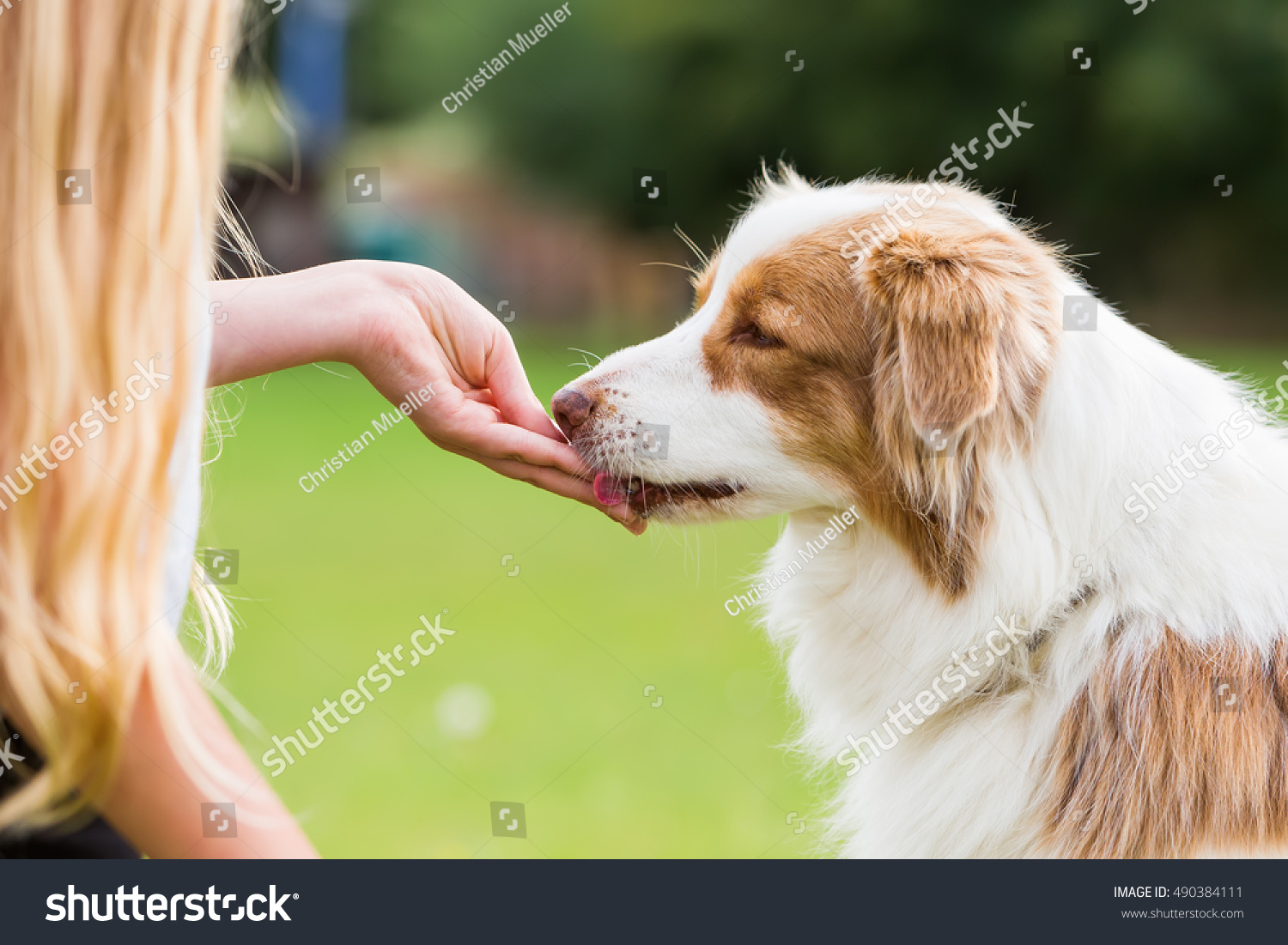 girl gives an Australian Shepherd dog a treat #490384111