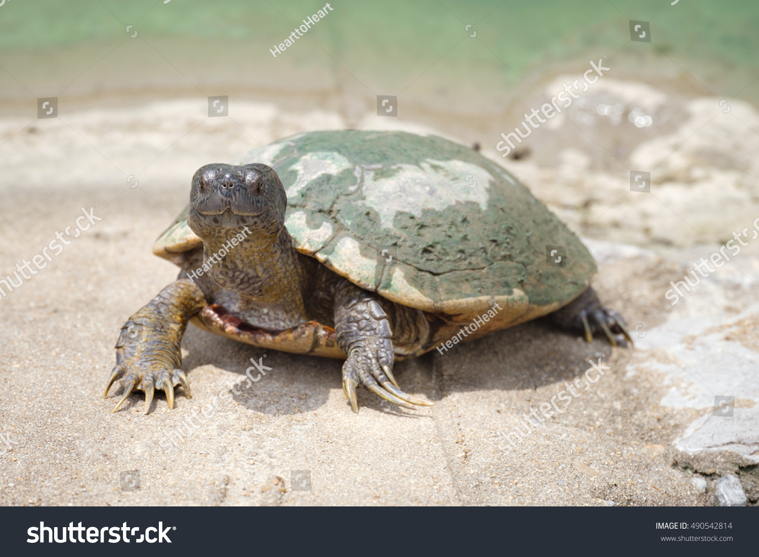 Mud turtle A smiling face #490542814