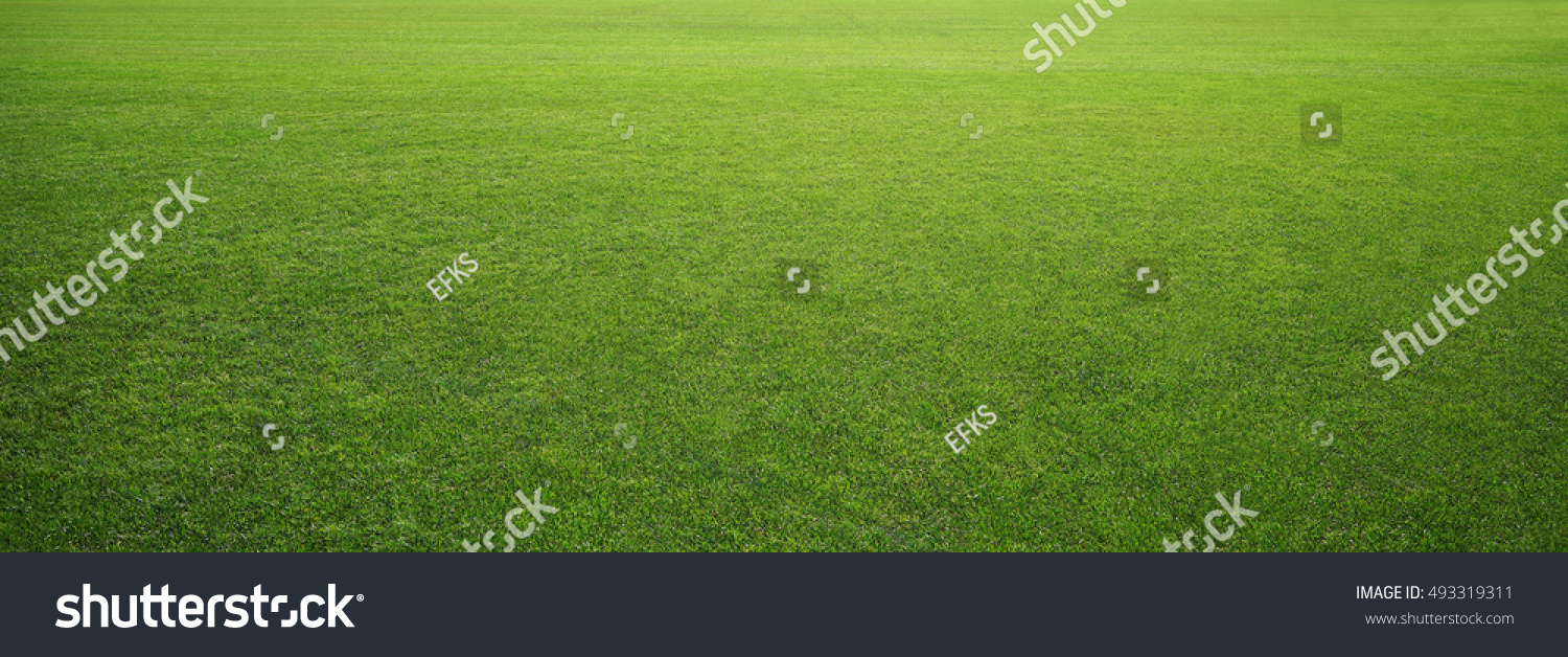 stadium grass #493319311