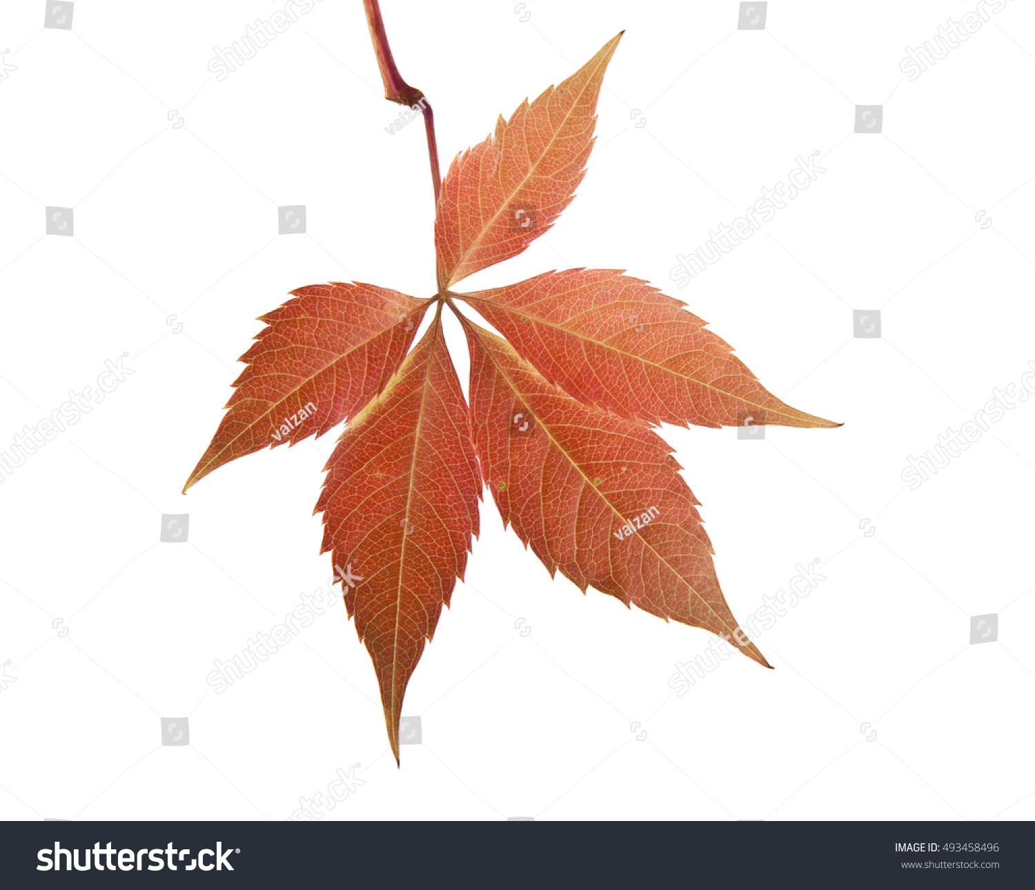 autumn leaves of grape isolated on white background closeup #493458496