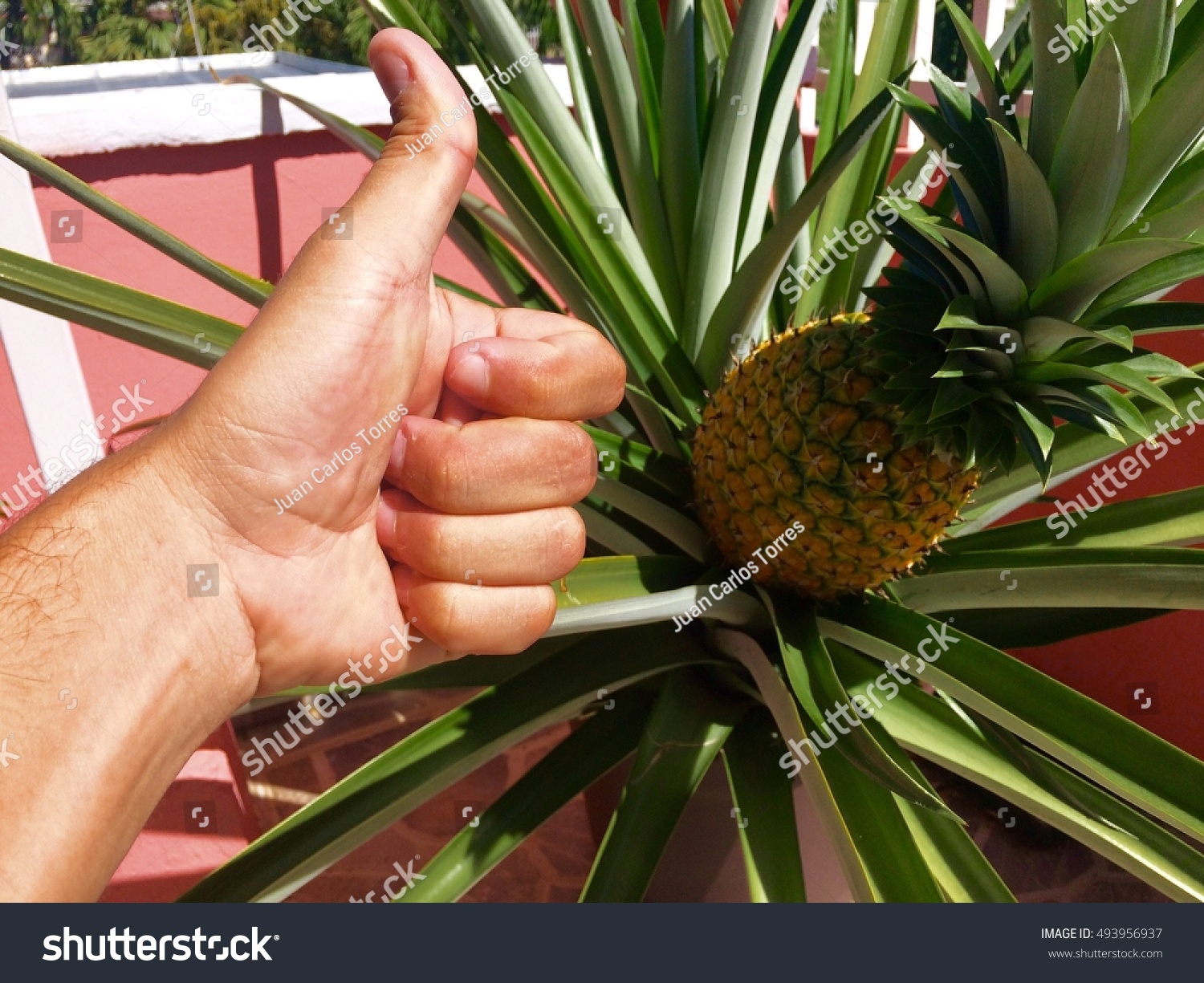 Pineapple #493956937