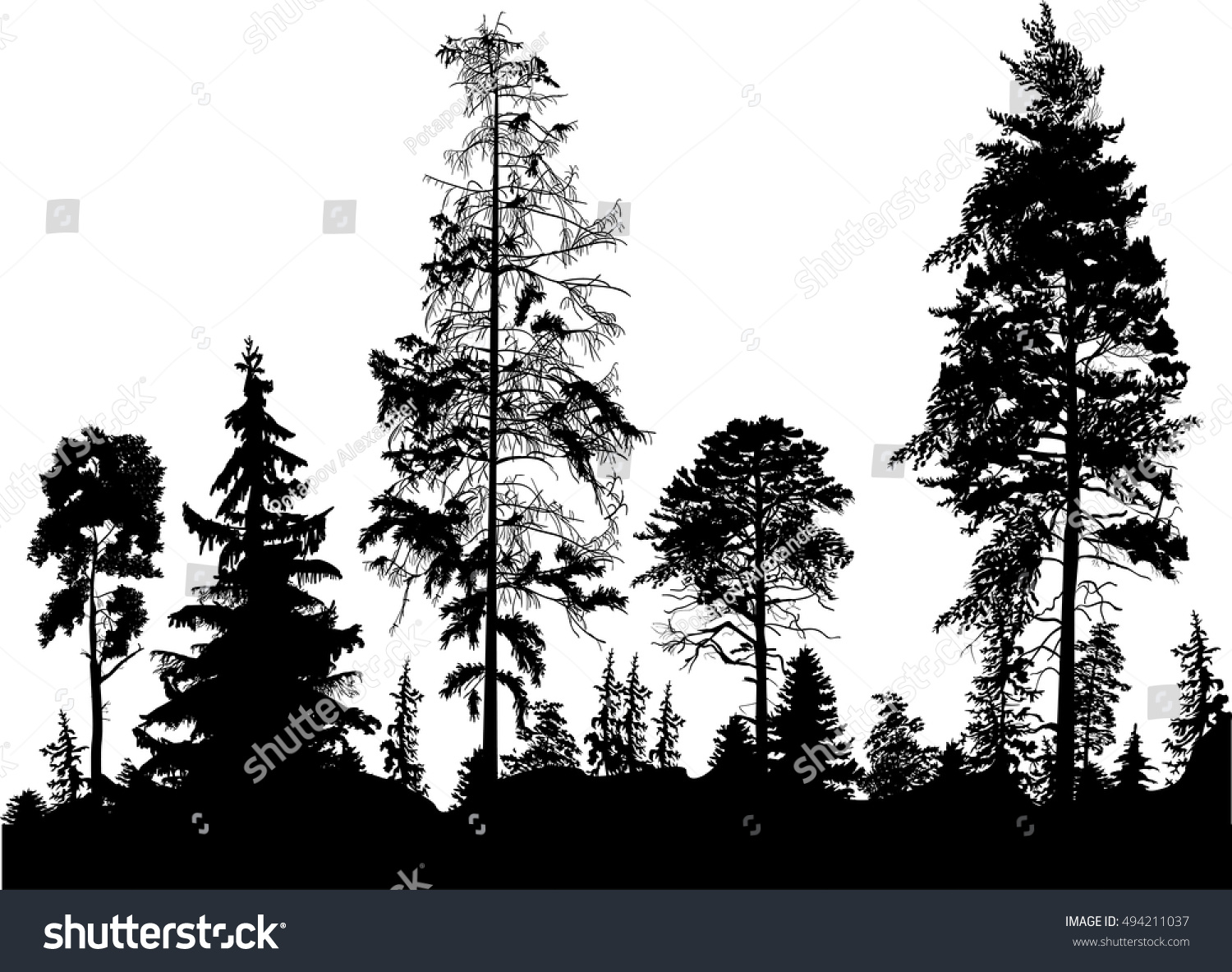 Illustration With Pine Forest Silhouettes Royalty Free Stock Vector Avopix Com