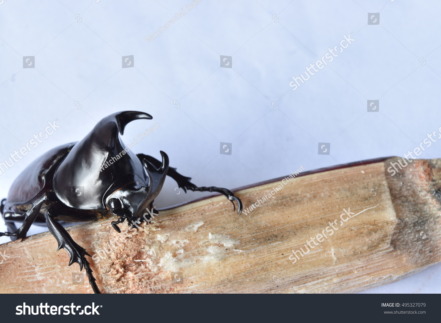 Rhinoceros beetle, Rhino beetle, Hercules beetle, Unicorn beetle, Horn beetle. #495327079