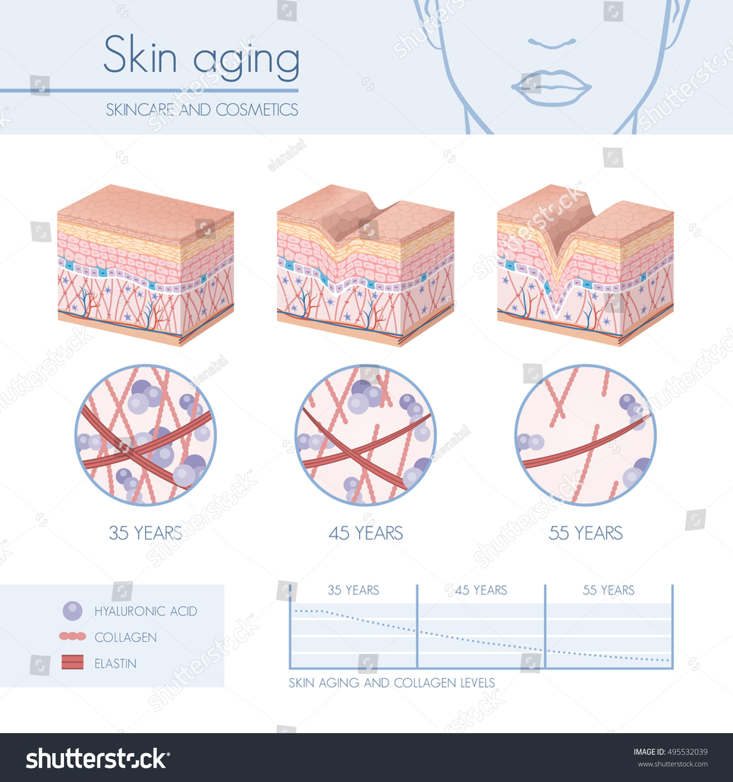 Skin aging stages diagrams, collagen and elastin - Royalty Free Stock ...