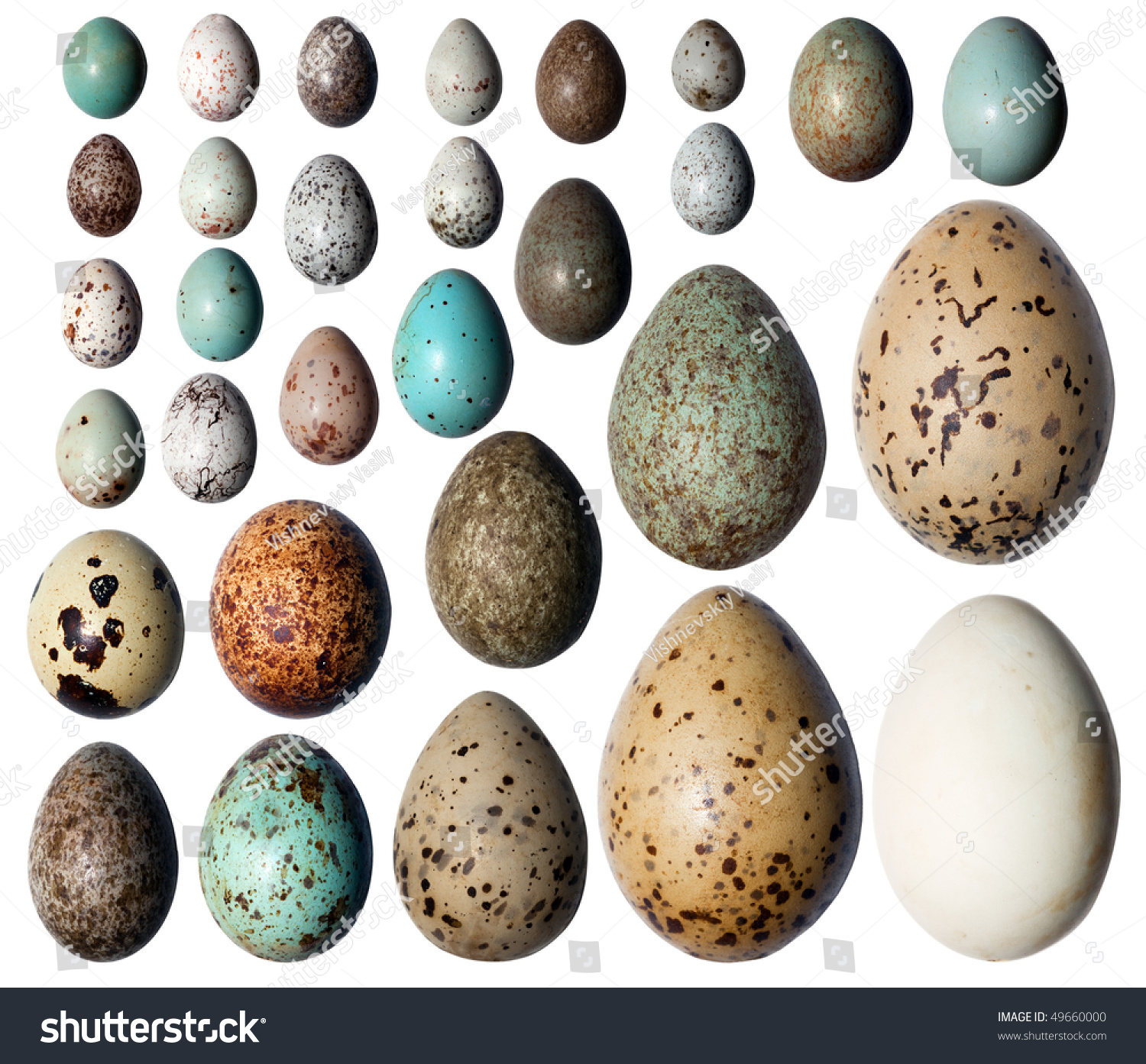 Eggs of birds in front of white background. #49660000
