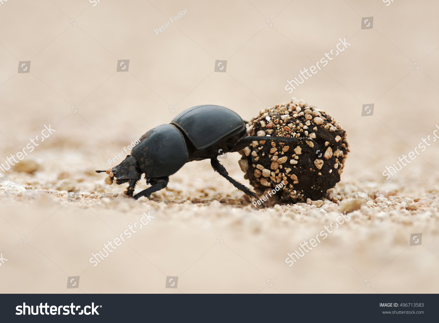 Flightless Dung Beetle, Circellium bacchus, roll dung ball, Addo Elephant National Park, South Africa #496713583