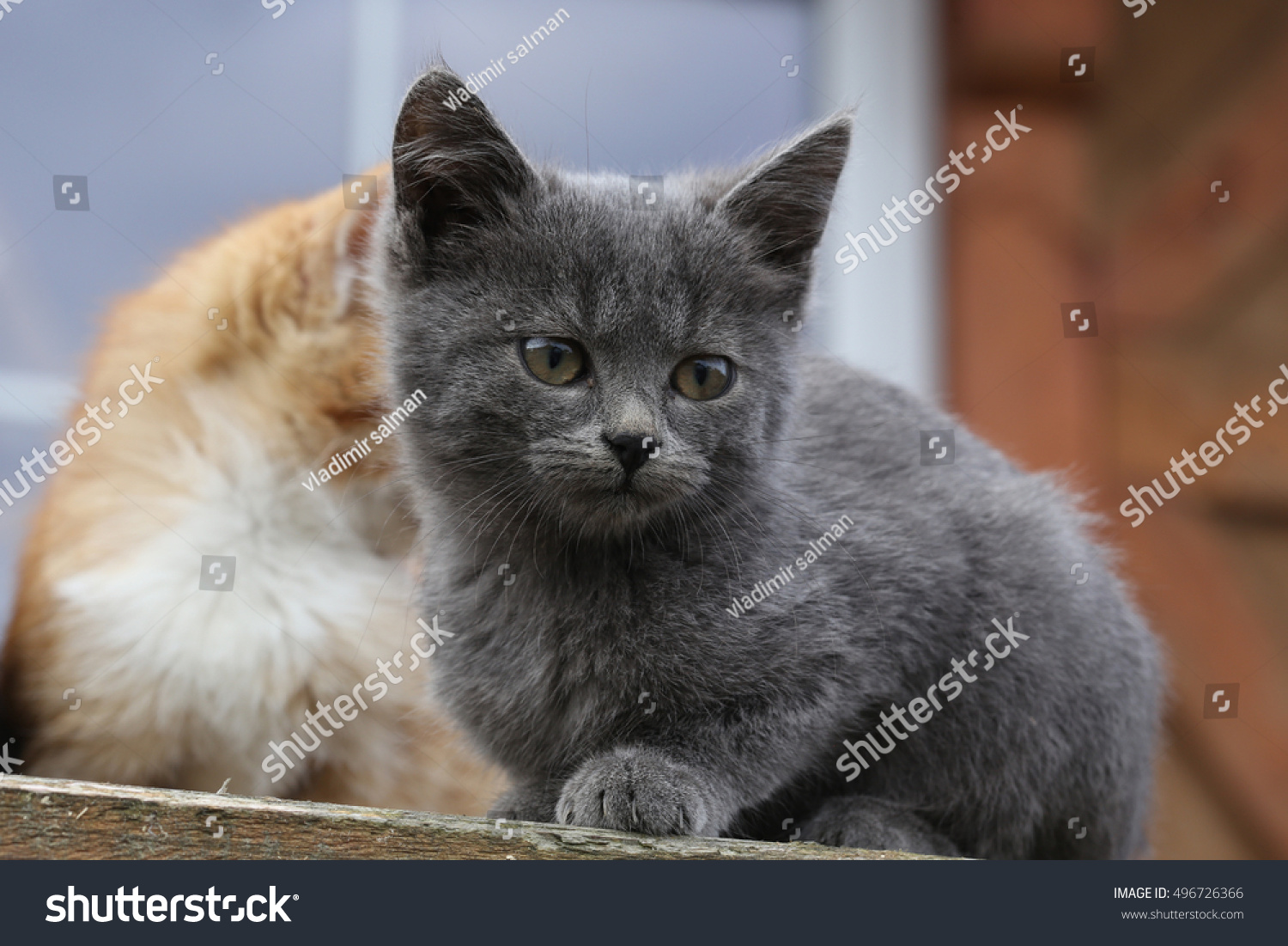 closeup portrait of a cute kitten on the porch in the garden #496726366
