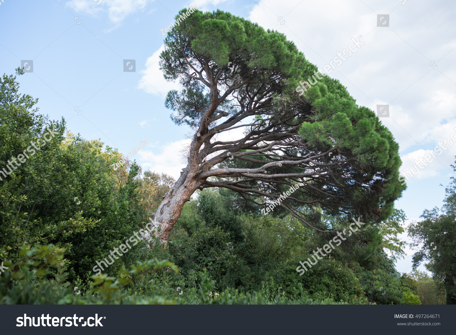 Maritime Pine on the hill on blue sky background. Detail of big beautiful maritime pine with trunk and green needles on blue clear sky #497264671